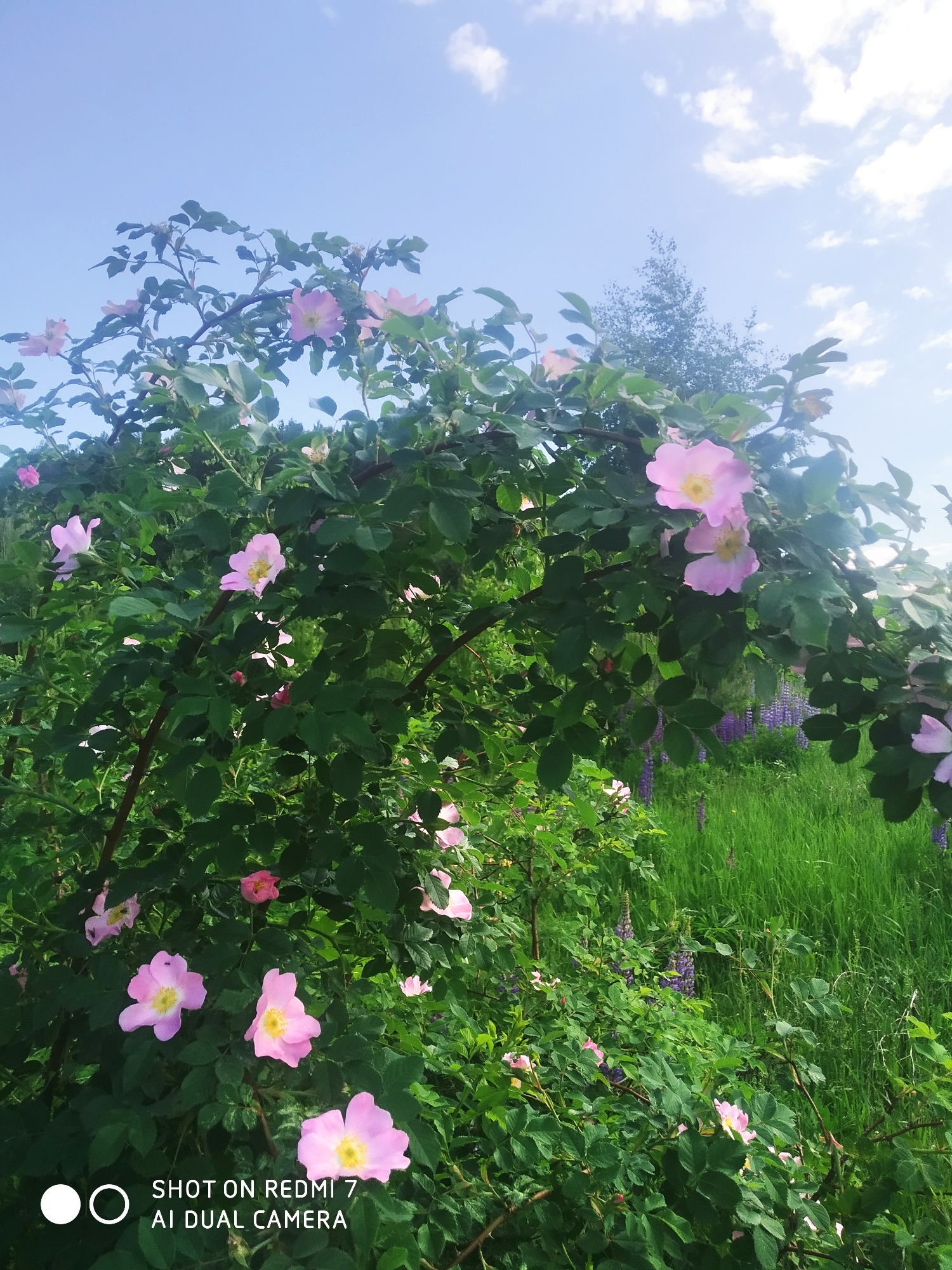 The image captures a vibrant outdoor scene showcasing a large, lush rose bush in full bloom under a bright blue sky. Numerous pink, five-petaled wild rose flowers with yellow centers are scattered across the dense green foliage, with some branches forming a natural arch in the upper part of the frame.
The background features a field of tall, verdant green grass, interspersed with clusters of purple flowers, likely lupines, suggesting a natural meadow or an uncultivated area. A slender tree is faintly visible in the distance against the sky on the upper right. The sky is clear blue with soft white clouds, indicating sunny weather during daytime, probably morning or early afternoon.
The scene evokes a sense of natural beauty, tranquility, and the freshness of summer. No specific activity or people are present. In the bottom left corner, the watermark text "SHOT ON REDMI 7" and "AI DUAL CAMERA" is visible. The flora aligns with the provided location context of Chaikovsky, Russia.
