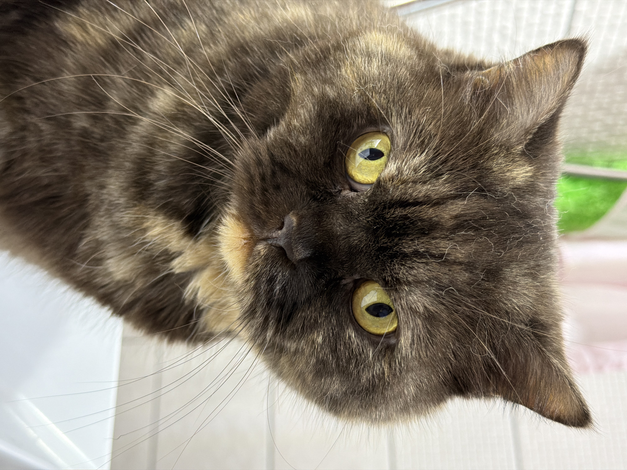 The image features a domestic cat, likely a tortoiseshell tabby or "torbie," with its head prominently displayed. The cat's fur is a mottled mix of dark brown, black, cream, tan, and subtle hints of reddish-brown. Its most striking features are its large, round eyes with bright yellow-green irises and narrow, vertical black pupils, which are focused directly on the viewer, conveying a sense of curiosity and alertness.
Long, prominent white whiskers extend from the cat's muzzle. The fur appears dense and soft, with individual strands and faint tabby stripes visible, particularly around the face and ears. The cat's small, dark nose is also visible. The image is rotated clockwise, presenting the cat's head as if it's lying on its side.
The background is softly out of focus, consisting primarily of light-colored, possibly white, surfaces. A soft blur of light green is visible in the upper right background, which could suggest foliage or a bright area beyond a window. The lighting is bright and natural, illuminating the cat's features and fur texture. No activity beyond the cat's attentive gaze is depicted. There is no visible text in the image. The setting appears to be indoors.