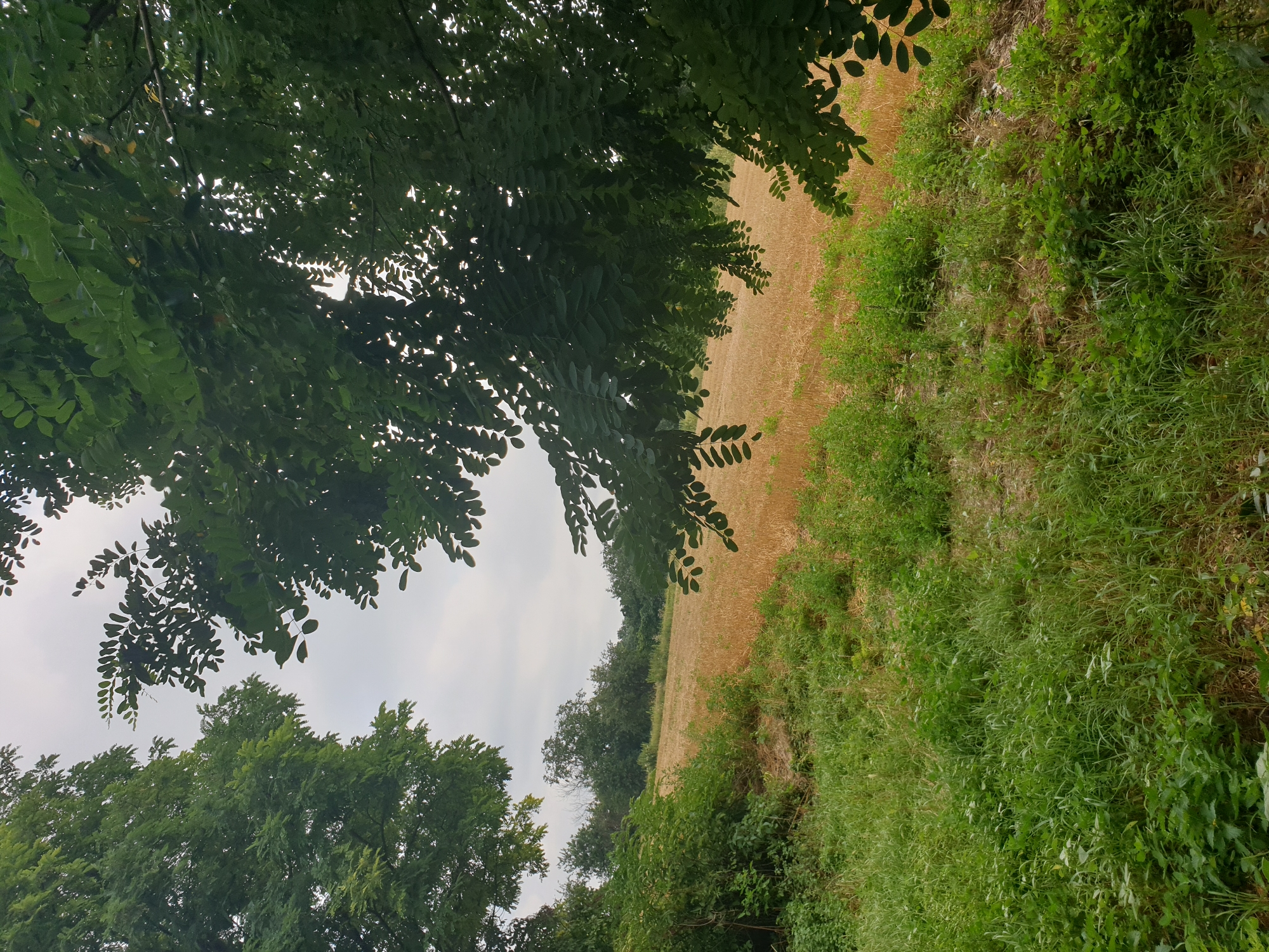 This image depicts a rural landscape scene in Lozovyi Yar, Ukraine. The foreground is dominated by lush green grass and various plants, with some dry, yellowish stalks interspersed. A gentle slope leads up to a field of dry, golden crops, likely wheat or barley, stretching into the middle ground. The background features a line of trees, appearing as a dense, green border. Overhanging branches of a leafy tree with compound leaves frame the top right and left portions of the image. The sky is overcast with a neutral gray hue. There are no people or animals visible in the frame. The overall impression is one of a tranquil, agricultural setting under a cloudy sky.
