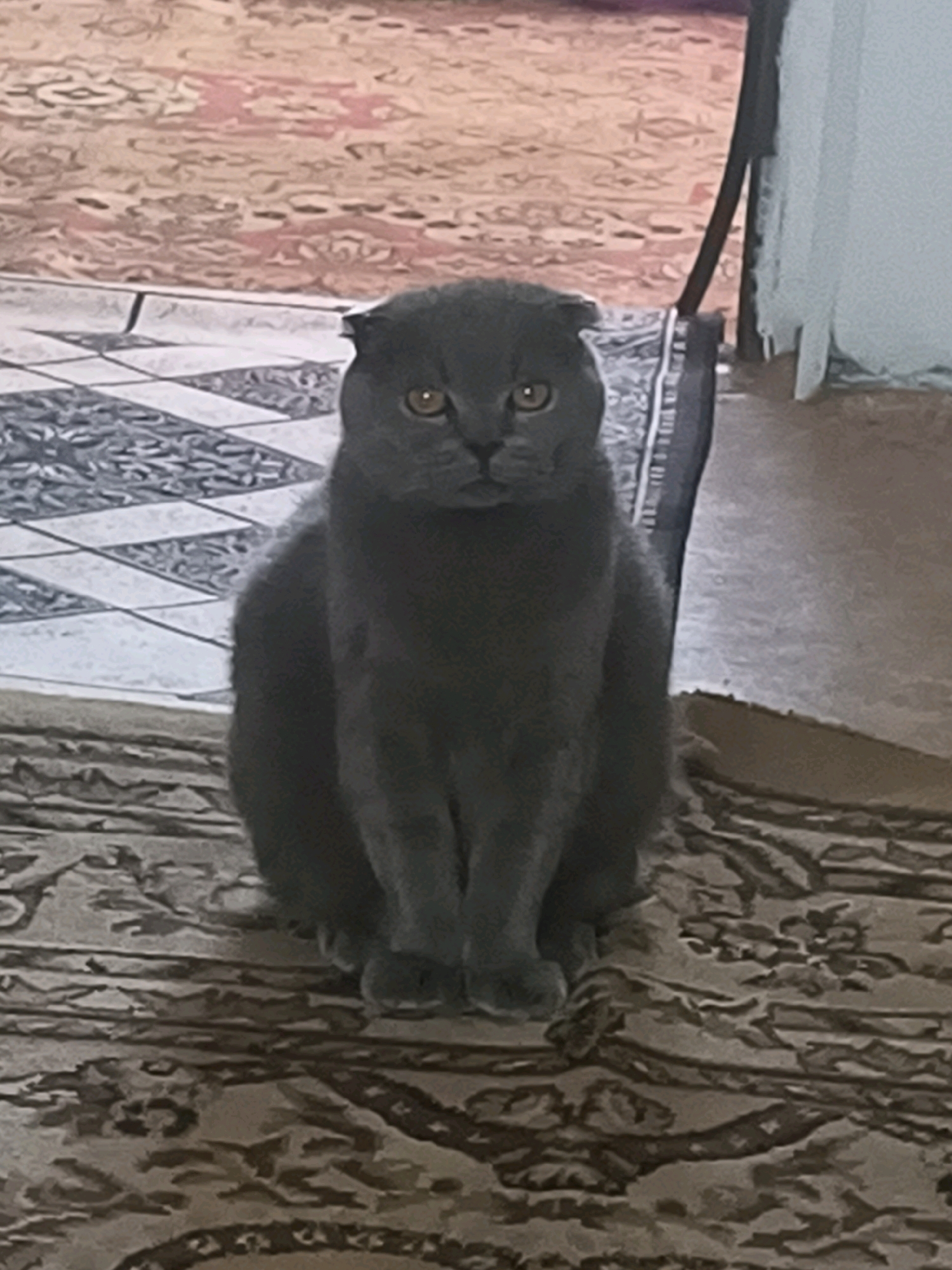 A medium shot captures a Scottish Fold cat sitting on a patterned rug. The cat is dark gray with orange eyes and its ears are folded downwards. It is facing the camera directly. The background shows a portion of a rug with a complex pattern and a wall. The lighting appears to be artificial.