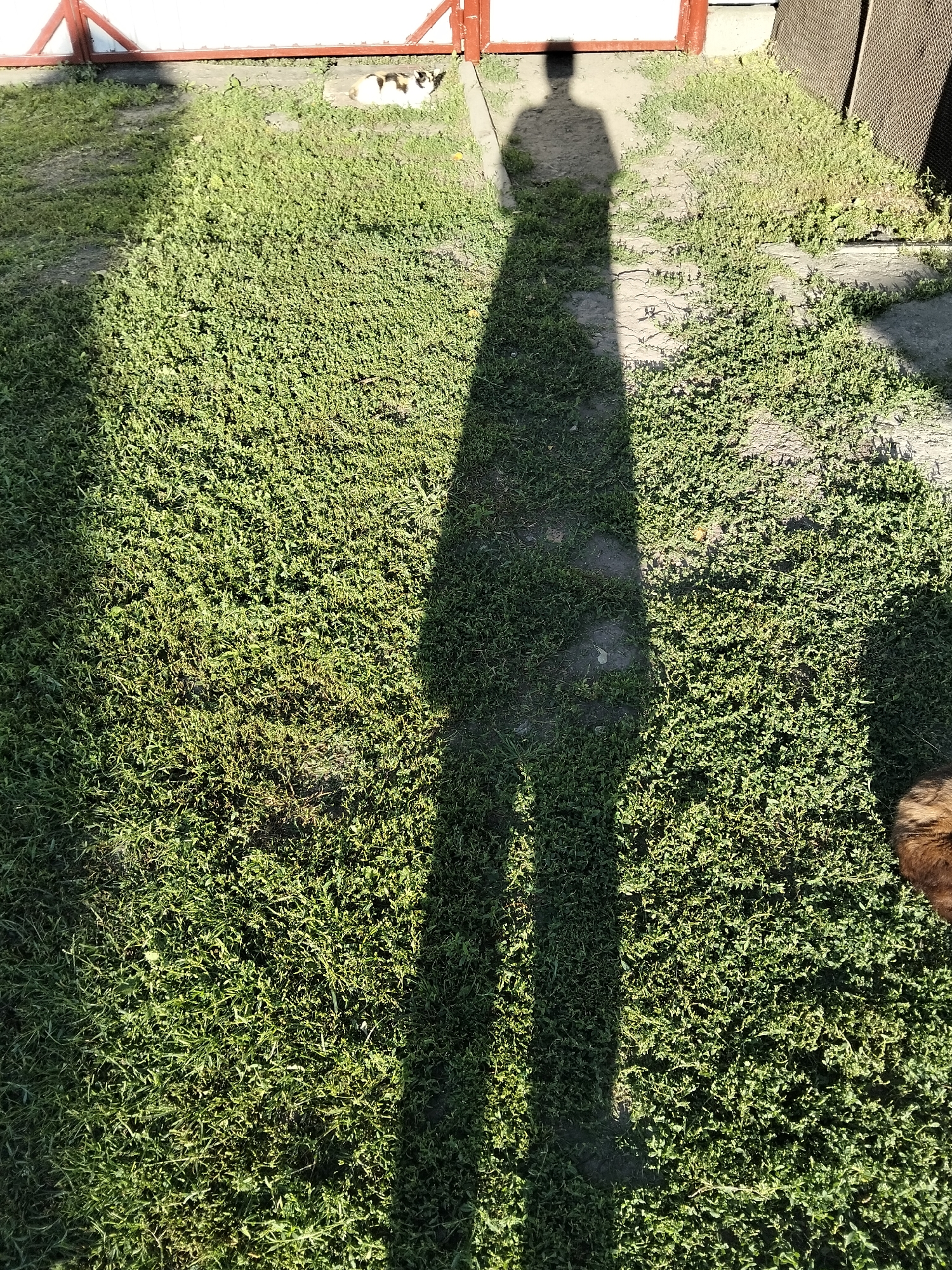 The image depicts a long shadow of a person cast across a grassy area. The shadow is tall and slender, stretching from the top of the frame downwards, indicating the sun is low in the sky. The grass appears somewhat uneven and sparse in places, with patches of dirt visible. In the background, there is a fence with red and white elements, and a building with a textured wall. A small, calico-colored cat is visible in the upper left portion of the frame, lying on the grass near the fence. The overall scene suggests an outdoor setting in a residential or backyard area, possibly in Kliushnykivka, Ukraine, given the context. The lighting suggests it is either early morning or late afternoon.