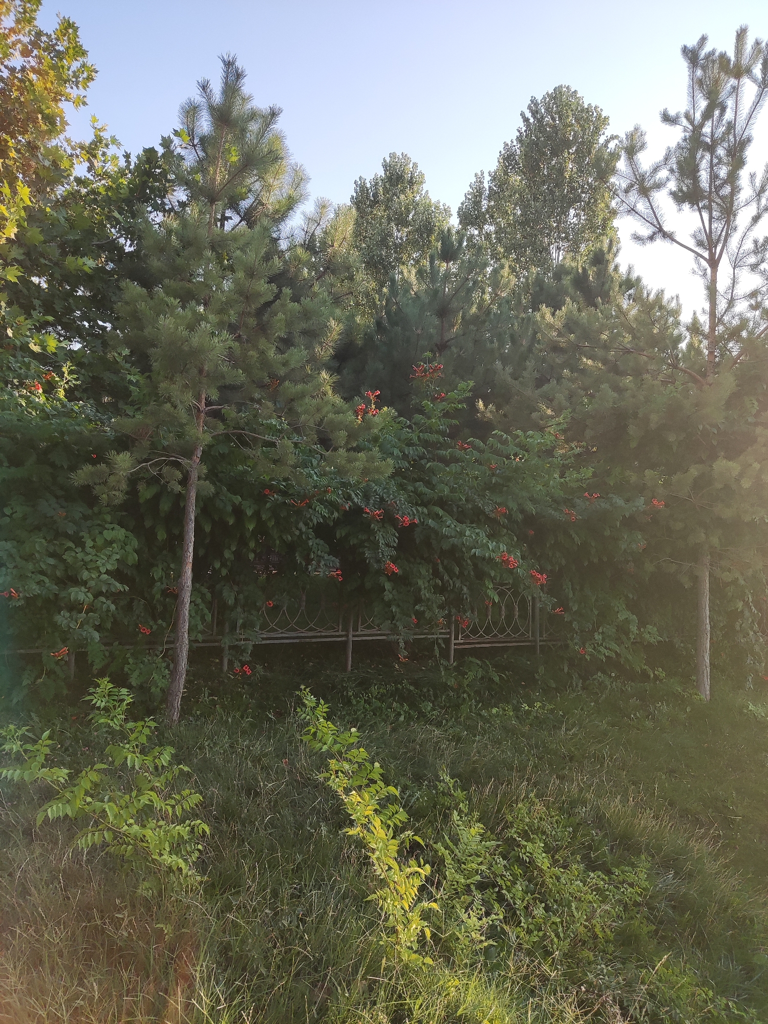 The image depicts a natural scene with lush vegetation, likely in a park or garden setting within Shymkent, Kazakhstan. In the foreground, tall grass and various green plants cover the ground, some illuminated by the warm glow of sunlight. Behind the greenery, a decorative metal fence is partially visible, suggesting a boundary or enclosure. A slender tree trunk, likely pine, stands prominently in the middle ground. The background is dominated by dense foliage, with a variety of trees, including pines and deciduous trees, forming a thick canopy. Clusters of vibrant red flowers or berries are scattered throughout the bushes, adding pops of color to the verdant landscape. The sky above is a clear, pale blue, indicative of fair weather. There are no people or animals visible in the image. The overall impression is one of a serene and thriving natural environment.