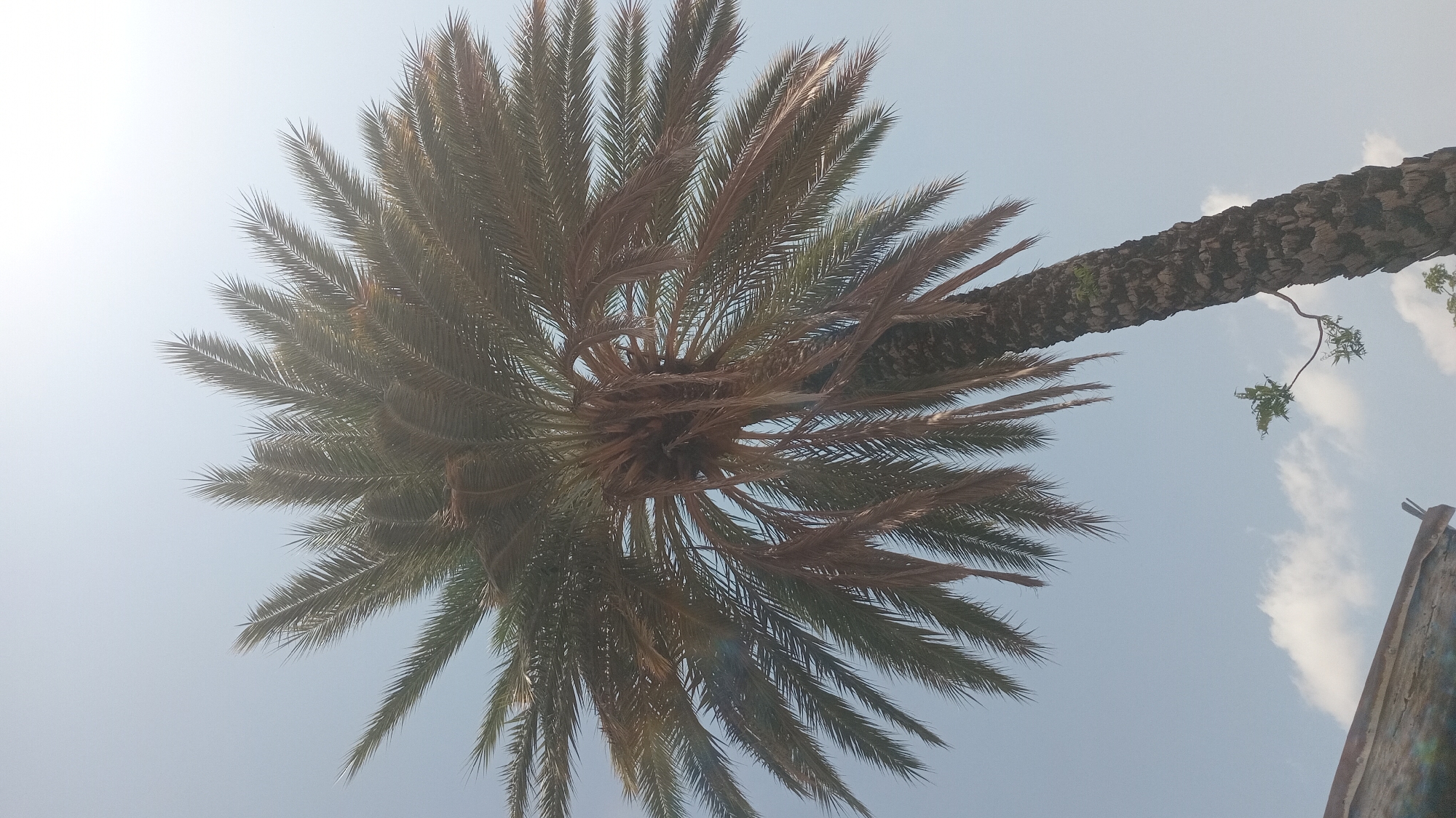 This media file is an upward-facing shot of a palm tree against a bright, hazy sky, suggesting it is daytime. The sun appears to be a bright, almost washed-out spot in the upper left quadrant of the image. The fronds of the palm tree are dense and spread outwards, with some appearing dry and brown, while others are still green. The trunk of the palm tree is rough and textured, with a rough, bark-like pattern. A small branch with green leaves extends from the trunk. In the lower right corner, a portion of a weathered, possibly rusted, corrugated metal structure is visible, its edge sharp against the sky.
The composition is a low-angle shot, emphasizing the height of the palm tree and its canopy. The scene evokes a sense of tropical or sub-tropical weather, possibly humid due to the haze. The overall mood is calm and natural, focusing on the elements of the environment. There is no visible text in the image. The location context provided is Jalingo, Nigeria, which aligns with the presence of palm trees and the likely climate.