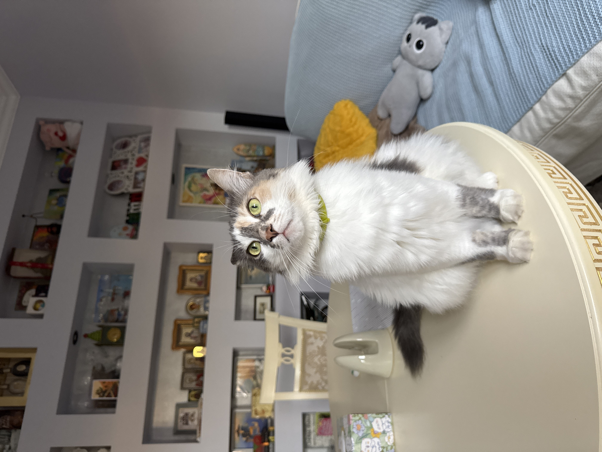 A calico cat with green eyes and a yellow collar sits on a cream-colored round table. The cat is in the center of the image, facing left with its head tilted up and to the right. The cat's fur is predominantly white with patches of grey and orange. The table has a decorative gold trim around its edge. In the background, shelves are built into a light purple wall, displaying various items including framed pictures, figurines, and a toy bear. To the right of the table, a blue couch with a yellow pillow and a grey stuffed animal is visible. The environment suggests an indoor residential setting, likely a living room or dining area. The photograph appears to be taken in a home located in Yeysk, Russia.
