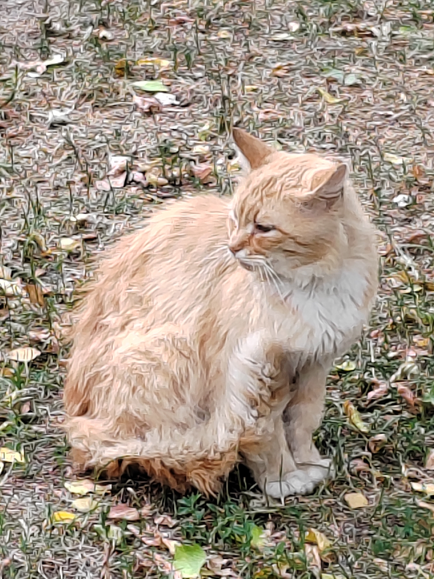 An orange cat with white chest fur sits on a patch of dry grass and fallen leaves. The cat is facing right, looking away from the camera. The background is blurred, suggesting an outdoor environment. No people are visible in the image. The scene is not specifically located in the city of Brest, Belarus, or any other identifiable location.
