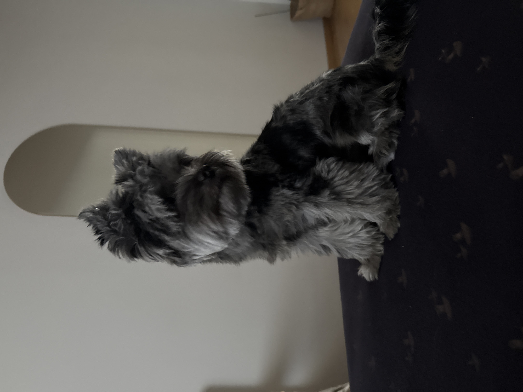 A medium shot captures a small, grey Schnauzer-type dog sitting on a dark blue, patterned surface. The dog is facing right, with its head turned slightly towards the viewer. Its fur is shaggy and appears to be a mix of grey and black. The background consists of a plain, light-colored wall with an arched doorway visible on the right side of the frame. The floor appears to be wooden. The scene is indoors, likely in a domestic setting. There is no indication of the specific location within Chaikovsky, Russia.
