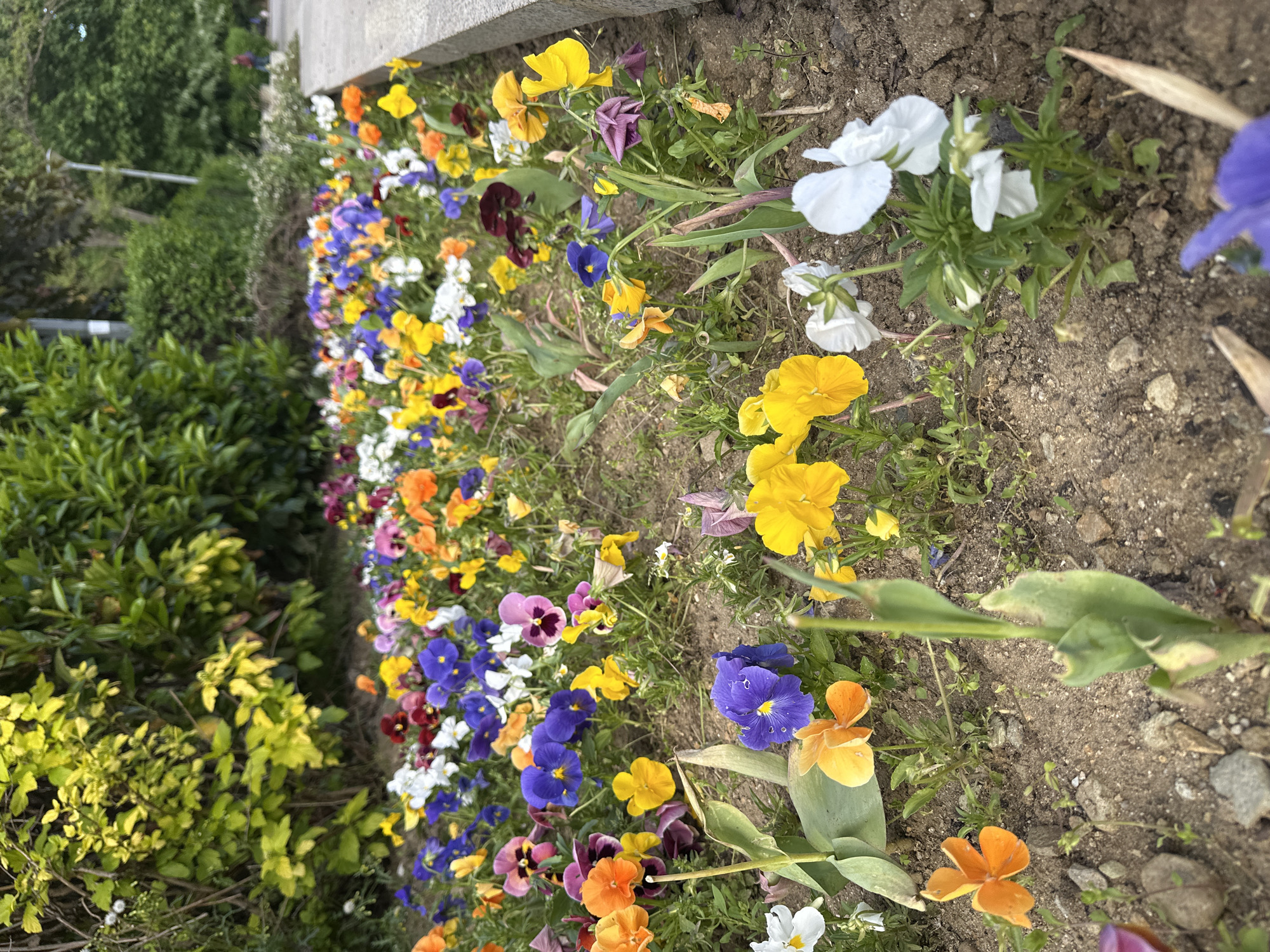The image captures a flowerbed in what appears to be an urban area. A variety of pansies in assorted colors, including purple, yellow, white, orange, and blue, bloom densely. The soil is visible between the flowers. Adjacent to the flowerbed, there is greenery, including bushes. The context suggests the location might be in the city of Sofia, Bulgaria, although there are no clear identifying marks in the image itself.