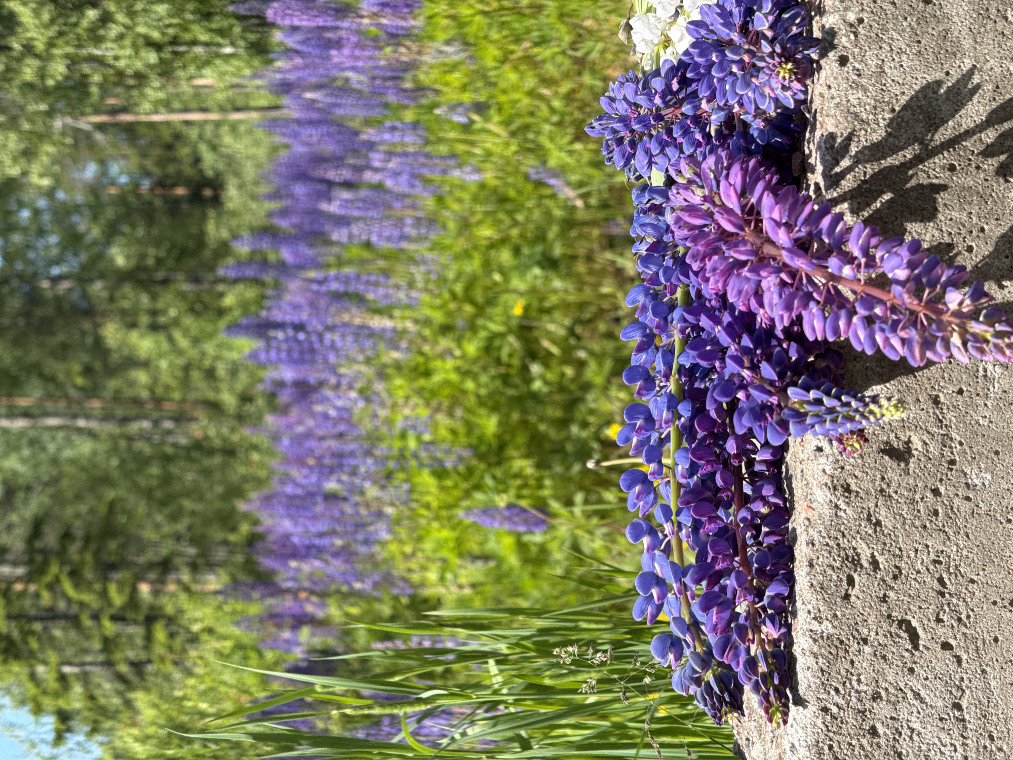 In Lembolovo, Russia, a close-up shot captures a rough-textured, grey concrete surface in the foreground, upon which lie several bouquets of vibrant purple and blue lupine flowers. The flowers are arranged in a cluster, with some stems and individual blossoms clearly visible. The concrete surface has a porous, uneven texture, and casts distinct shadows from the flowers in the bright daylight.
In the background, a dense field of purple lupines stretches towards a line of green trees, indicating a natural, possibly rural or park-like setting. The trees are a mix of deciduous and coniferous, with tall, slender trunks visible. The overall scene is bathed in natural sunlight, creating a bright and lively atmosphere, likely during the summer months given the blooming flowers and lush greenery. No people are present in the image.