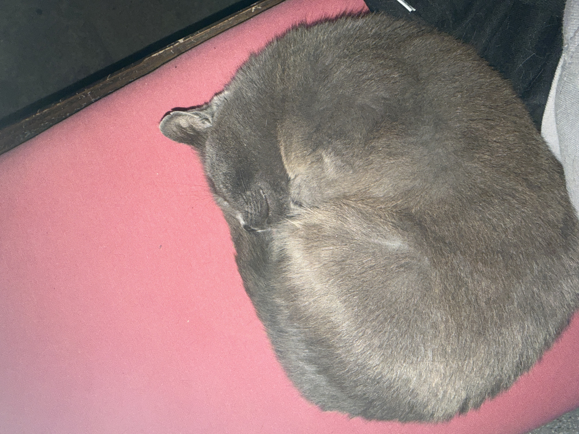 The image shows a grey cat curled up and sleeping on a pink surface. The surface appears to be fabric, possibly upholstery, and is slightly textured. To the right of the pink surface, there is a dark wooden edge and then a dark, out-of-focus background. The cat is the primary subject, with its fur appearing dense and soft. Its eyes are closed, indicating it is asleep. The overall scene is indoor and appears to be a peaceful, resting moment for the animal. There is no indication of the location being Mirovyane, Bulgaria, or any other specific geographical location.