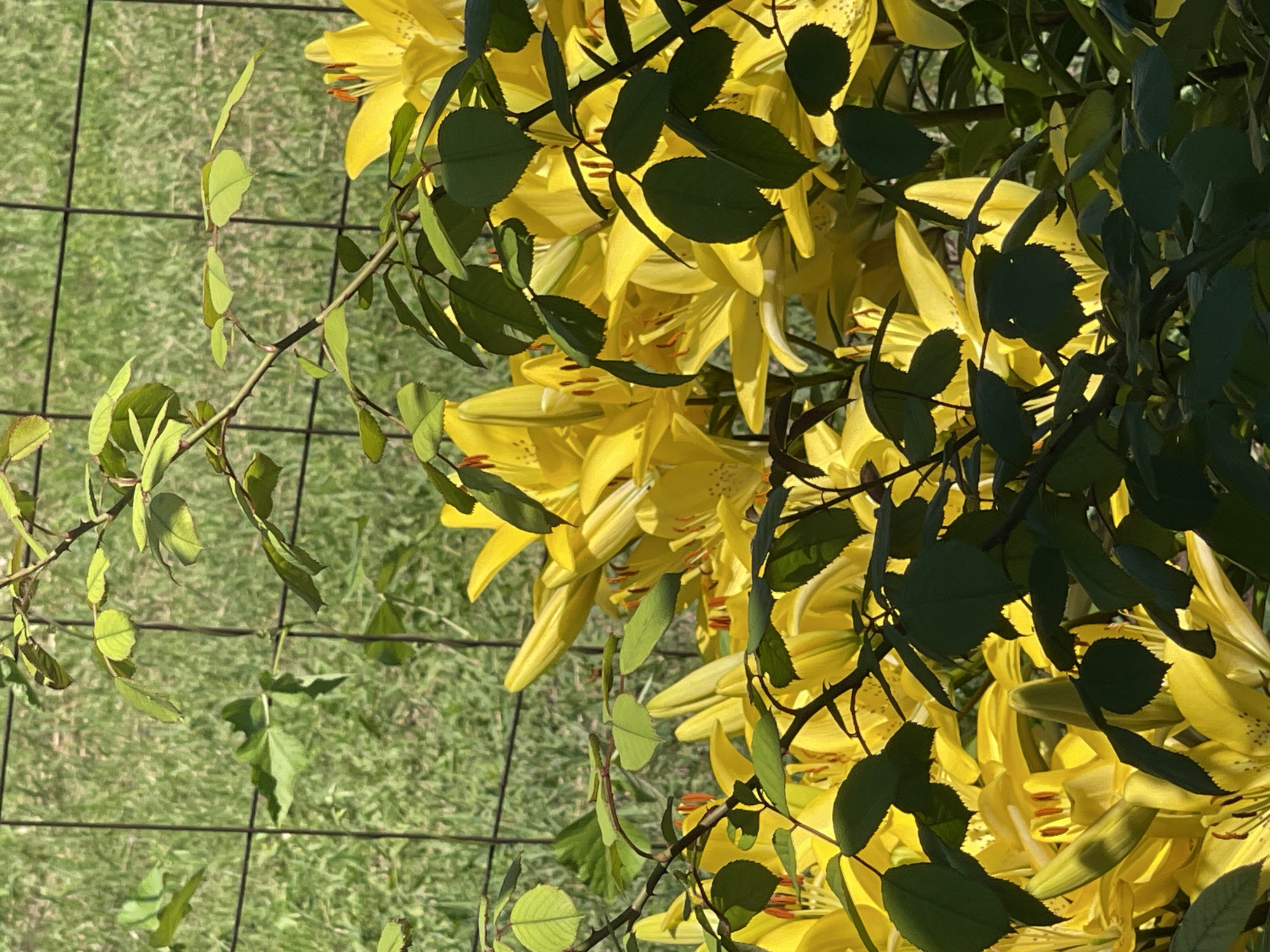 This is an outdoor, eye-level, medium shot of a cluster of bright yellow lilies partially obscured by dark green leaves and branches of a rose bush. The lilies are in full bloom, with their petals unfurled and stamens visible. Behind the flowers and leaves, a black metal grid fence runs horizontally across the image. Beyond the fence, a background of green grass is visible, bathed in sunlight. The scene appears to be a garden or yard in a rural or suburban setting. No people are present in the image. The lighting suggests it is daytime, likely morning or afternoon, with the sun casting shadows and highlighting the vibrant colors of the flowers. The image does not provide any specific information about its location within Tatariskaya Kargala, Russia.