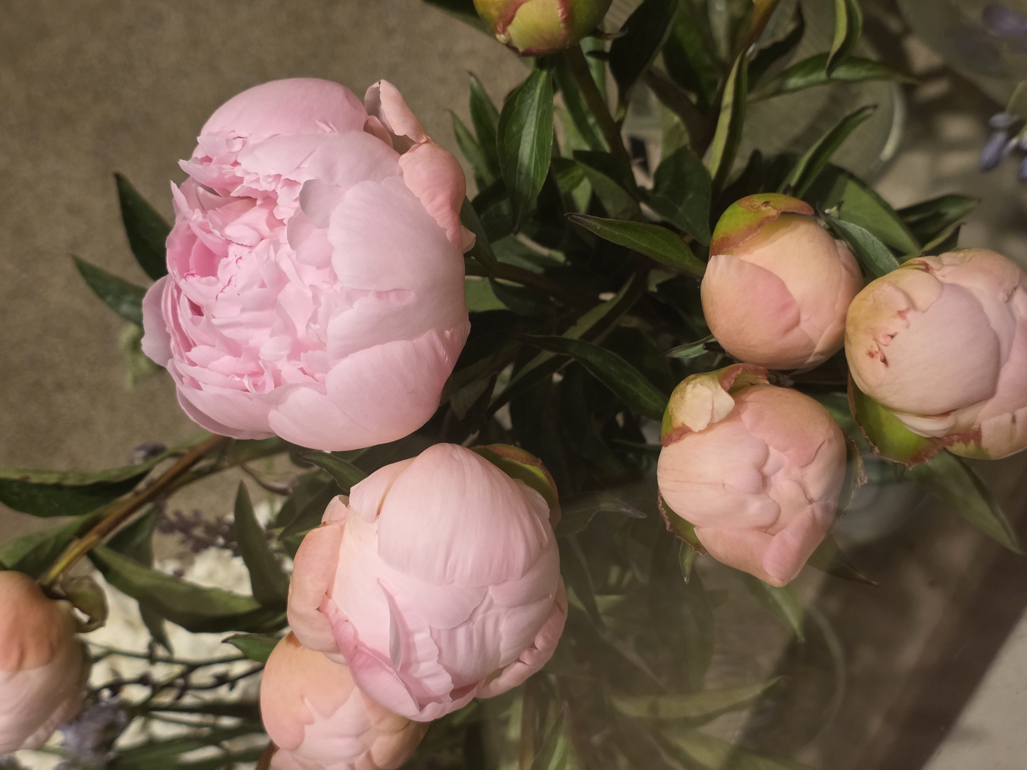 A close-up, overhead shot captures a bouquet of pink peonies and their unopened buds. The flowers are arranged in a glass vase, with green leaves and stems providing a backdrop. The background is a muted brown surface, possibly a tabletop or wall. The lighting is soft and diffused, creating a gentle glow on the petals. The composition is tightly cropped, focusing on the delicate beauty of the peonies. The scene appears to be indoors, with no discernible elements suggesting a specific city or outdoor location.