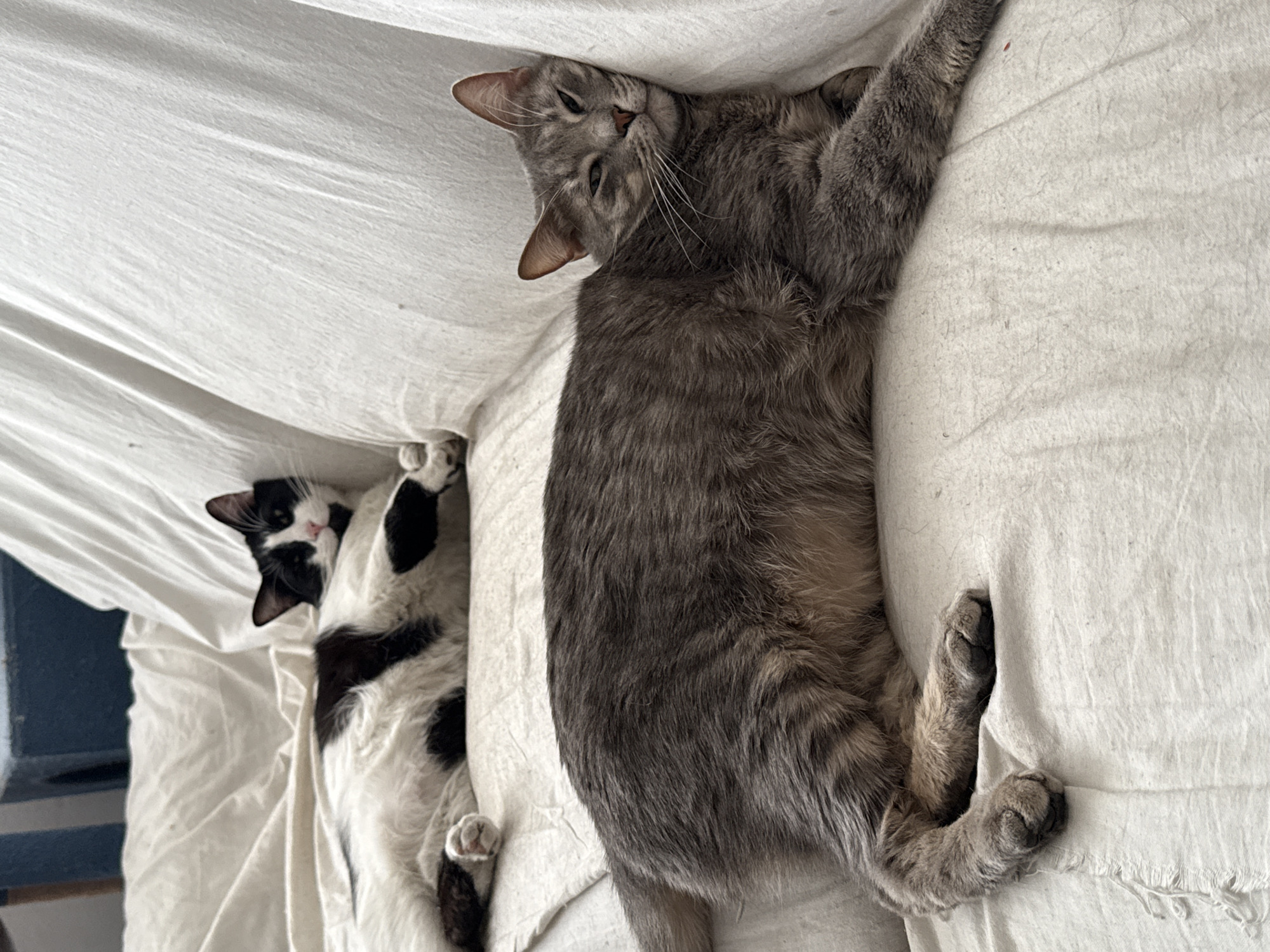 Two cats are lying on a white sheet or blanket. One cat is gray with tabby markings and is stretched out with its paws near the edge of the sheet. The other cat is black and white and is curled up near the left side of the frame. The photo appears to be taken indoors. There is no indication of the location being Puebla, Mexico.
