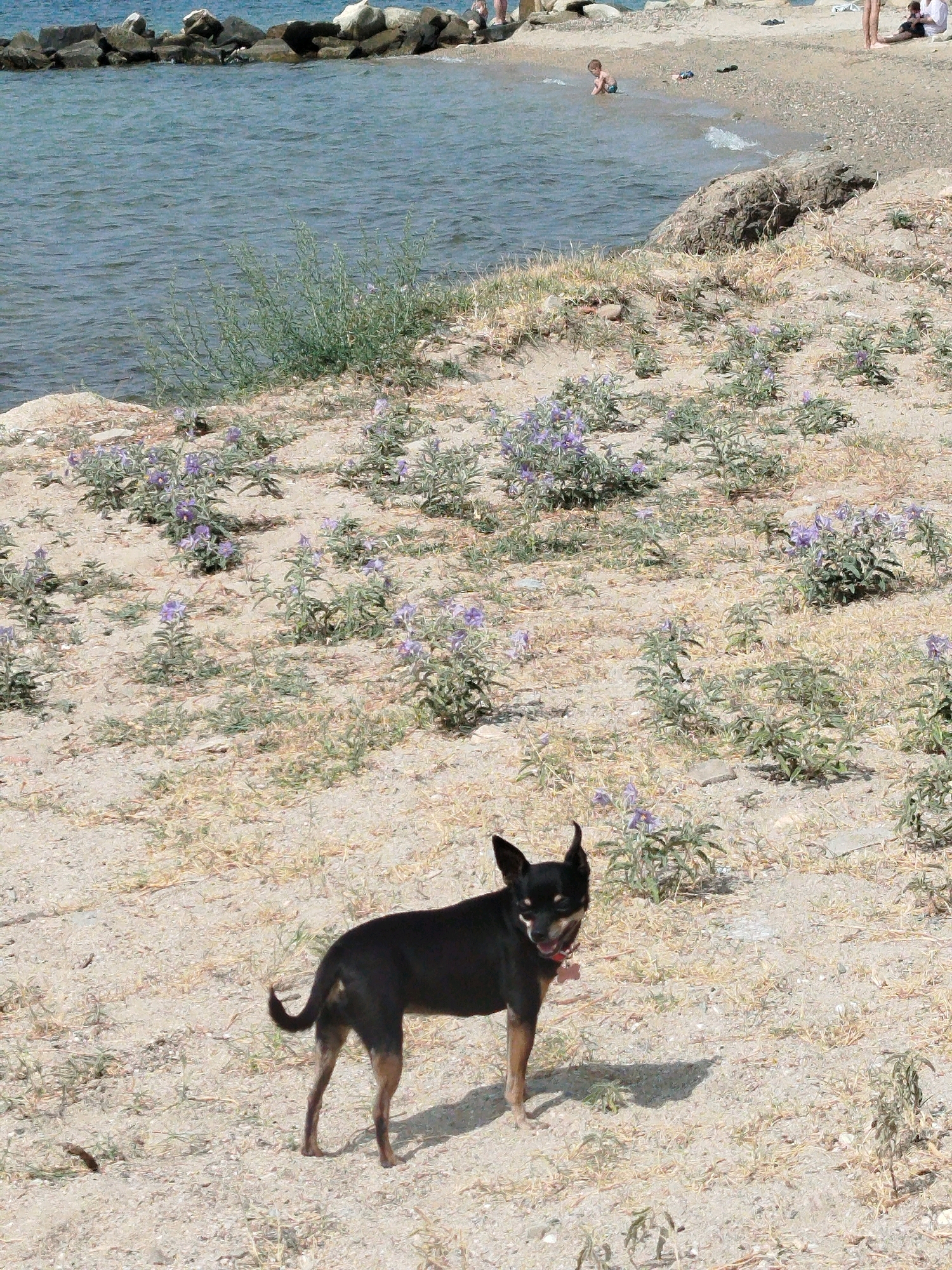 The image depicts a sunny day at a beach in Sithonia Municipal Unit, Greece. In the foreground, a small black and tan dog with pointed ears stands on sandy ground dotted with sparse, dry vegetation and small purple wildflowers. The dog is looking towards the viewer with its mouth slightly open. Behind the dog, the beach slopes upward, covered in similar vegetation and wildflowers. Further back, the clear blue water of the sea stretches towards a rocky shoreline. In the distance, on the beach, a young child is playing near the water's edge, and other beachgoers are visible, including individuals sitting and standing. The overall scene is one of a typical summer day at a coastal location.