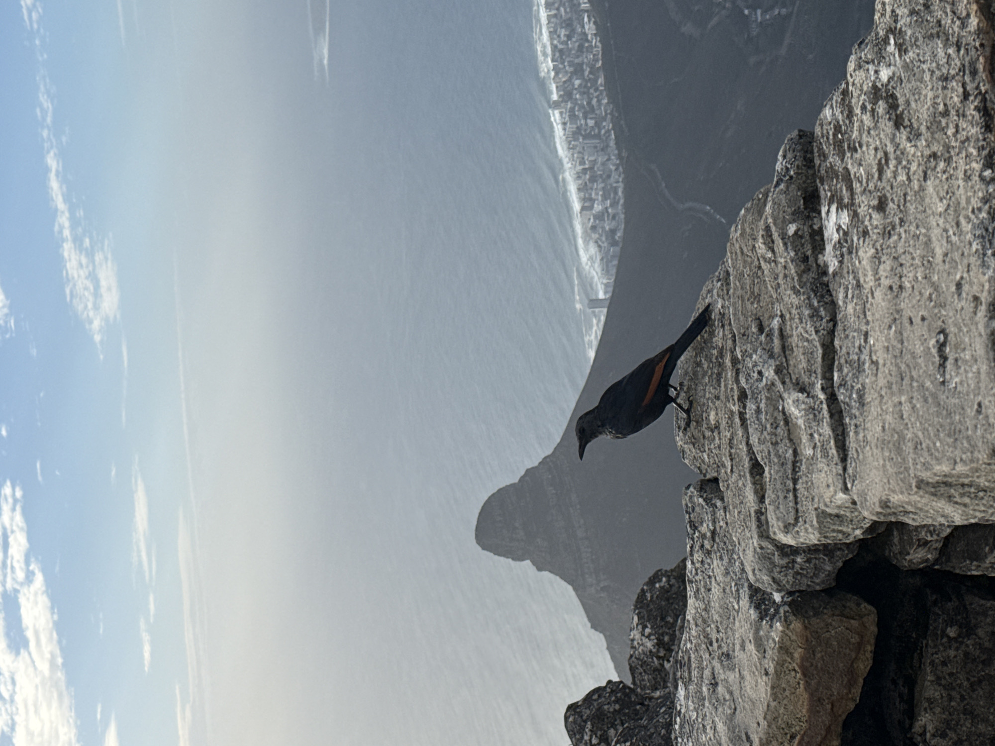 A bird perches on a rocky outcrop on Table Mountain, overlooking a coastal view of Cape Town, South Africa. The sky is partly cloudy.