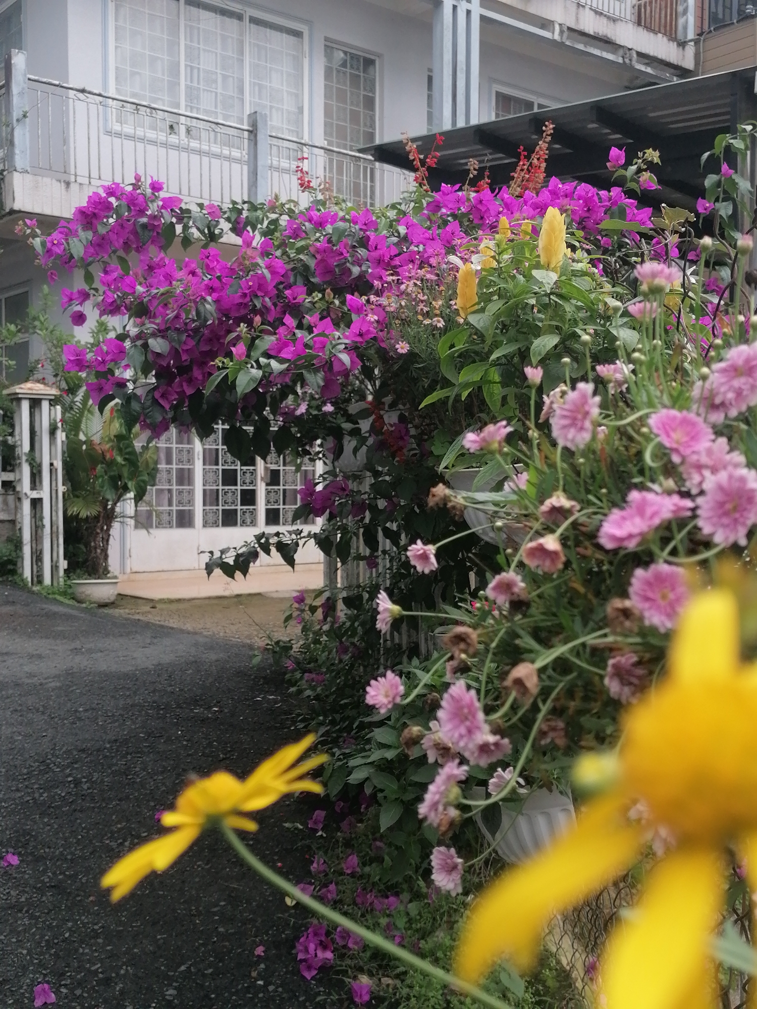 The image depicts a vibrant scene in Da Lat, Vietnam, characterized by lush vegetation and architecture. In the foreground, a dense array of flowers dominates, with prominent blooms of purple bougainvillea and pink daisies. A blurred yellow flower appears in the extreme foreground. Behind the flowers, the edge of a street is visible. A house or building forms the backdrop, featuring white-framed windows and a balcony with railings. A small gate and some potted plants flank the entrance to the building. The overall setting conveys a serene, garden-like atmosphere.