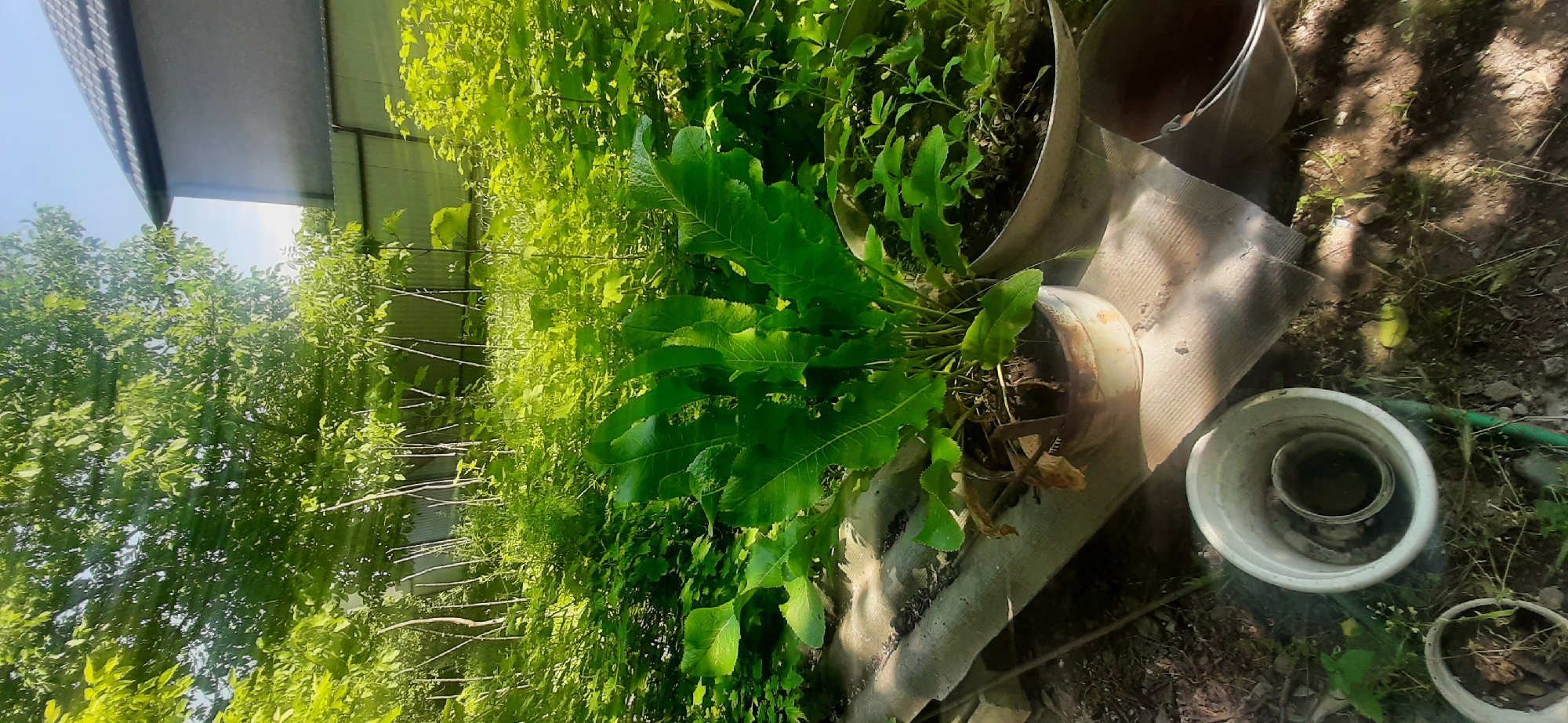 In Yessentukskaya, Russia, a potted horseradish plant with large, broad leaves sits on a weathered, corrugated plastic sheet in a sunlit outdoor area. The plant is in a rusty metal pot. To the right of this pot, another large, light-colored pot contains smaller green plants. In the foreground, a white plastic bucket is visible, containing another smaller, dark container. The background is filled with dense green foliage, with thin tree trunks rising upwards. A dark fence and a portion of a building with a dark roof are also visible in the upper right of the frame. The ground is covered with soil, grass, and scattered debris.