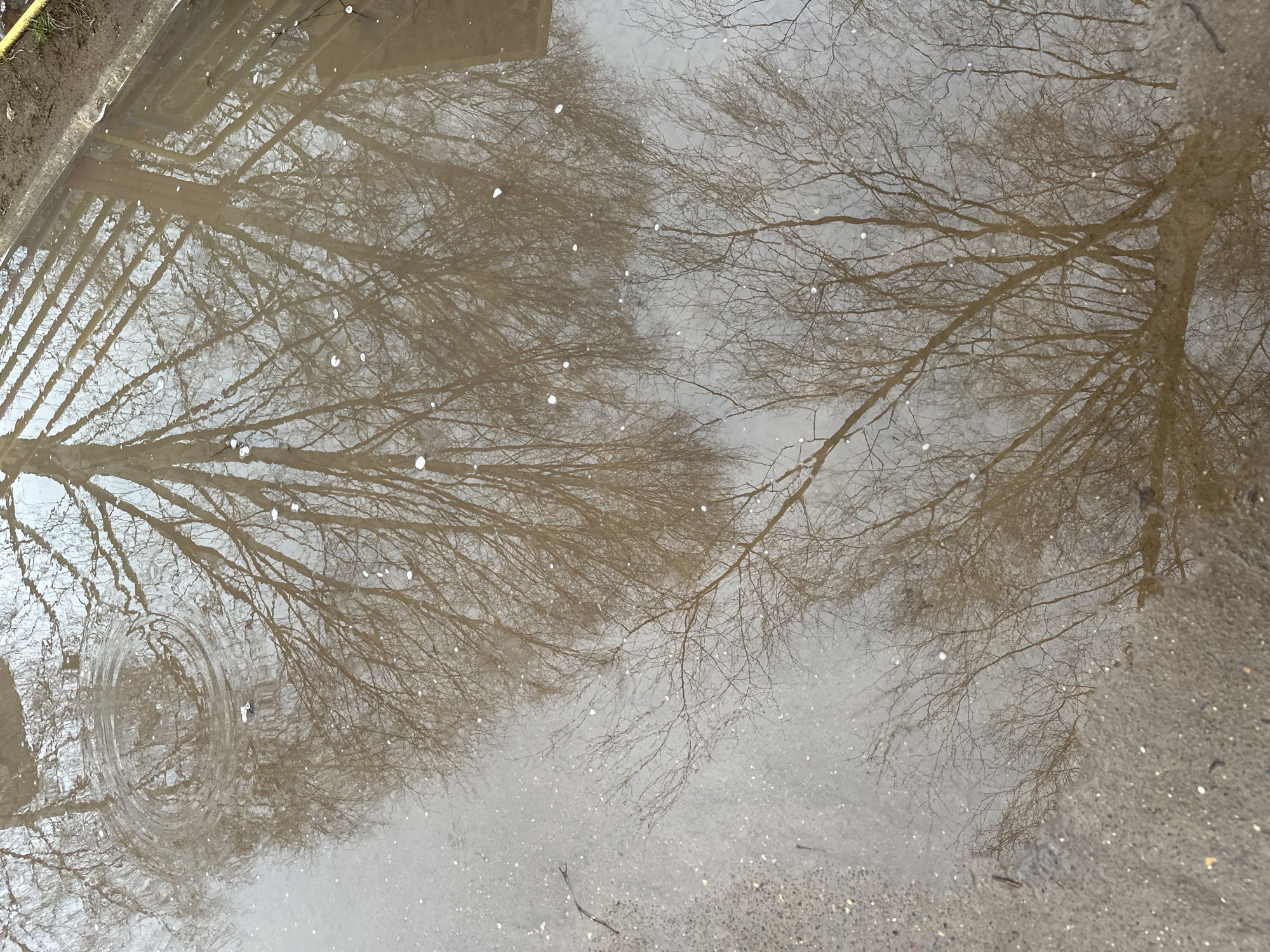 The image captures a close-up, slightly overhead view of a muddy puddle reflecting bare trees and a gray sky. The puddle occupies most of the frame, with its irregular edges visible on the left and top, where it meets what appears to be a raised bank of dirt or grass. The ground immediately surrounding the puddle on the right and bottom right consists of coarse, greyish-brown aggregate, possibly asphalt or concrete.
The primary subjects are the intricate reflections of several deciduous trees, their numerous bare branches spreading across the murky brown water. The reflections are detailed, showing the complex network of twigs against the brighter, implied overcast sky. Scattered across the surface of the water are numerous small, bright white specks, which could be small debris, pollen, or water droplets. In the bottom-left quadrant, a clear set of concentric ripples emanates from a central point, indicating that something recently disturbed the water's surface, possibly a raindrop.
The scene suggests an outdoor setting in Chaikovsky, Russia, likely during late autumn, winter, or early spring due to the leafless trees. The presence of a puddle and ripples points to recent rain or ongoing light precipitation. The lighting is diffuse, consistent with an overcast day. No people or visible text are present in the image. The colors are muted, dominated by shades of brown, gray, and earthy tones.