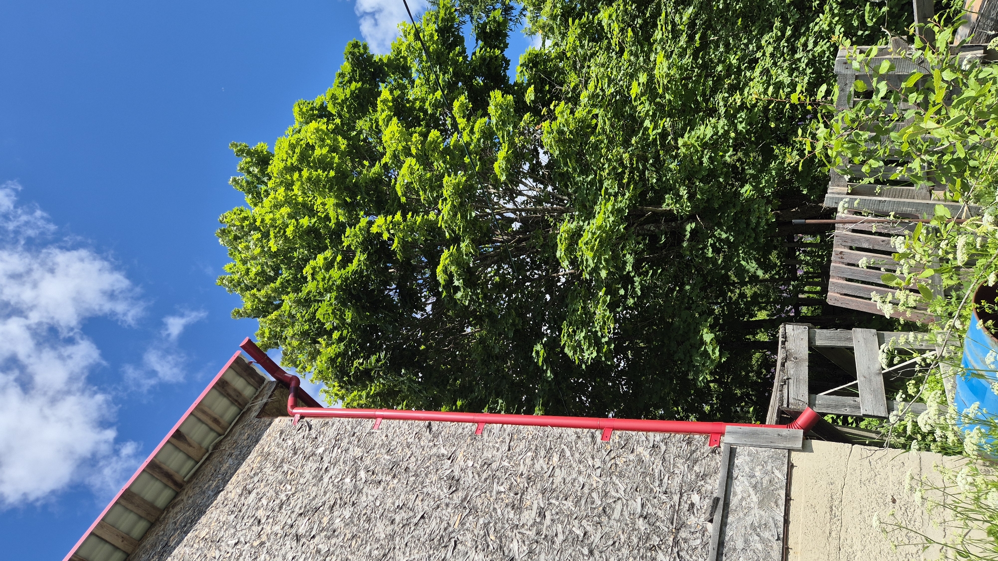 This image depicts an outdoor scene with a focus on a building's roof and a large tree against a bright blue sky with scattered white clouds. The building's roof has a reddish-pink edge and is covered with what appears to be oriented strand board (OSB). A bright red gutter system is visible along the edge of the roof.
Dominating the upper portion of the frame is a large, lush green tree with dense foliage. Its leaves are brightly lit by sunlight, suggesting it's a sunny day. Behind the tree and to the right, there are stacks of wooden pallets and other rustic wooden structures, possibly part of a shed or outdoor storage area. Some white flowering plants are growing around these structures.
The overall impression is one of a rural or semi-rural setting, likely during daytime given the bright sunlight and clear sky. The lack of people suggests the image is focused on the environment and structures. The lighting and vibrant green of the tree indicate a warm season, likely spring or summer. The location context provided is Mashezero, Russia, which fits the rustic and natural aesthetic of the image. There is no visible text in the image.