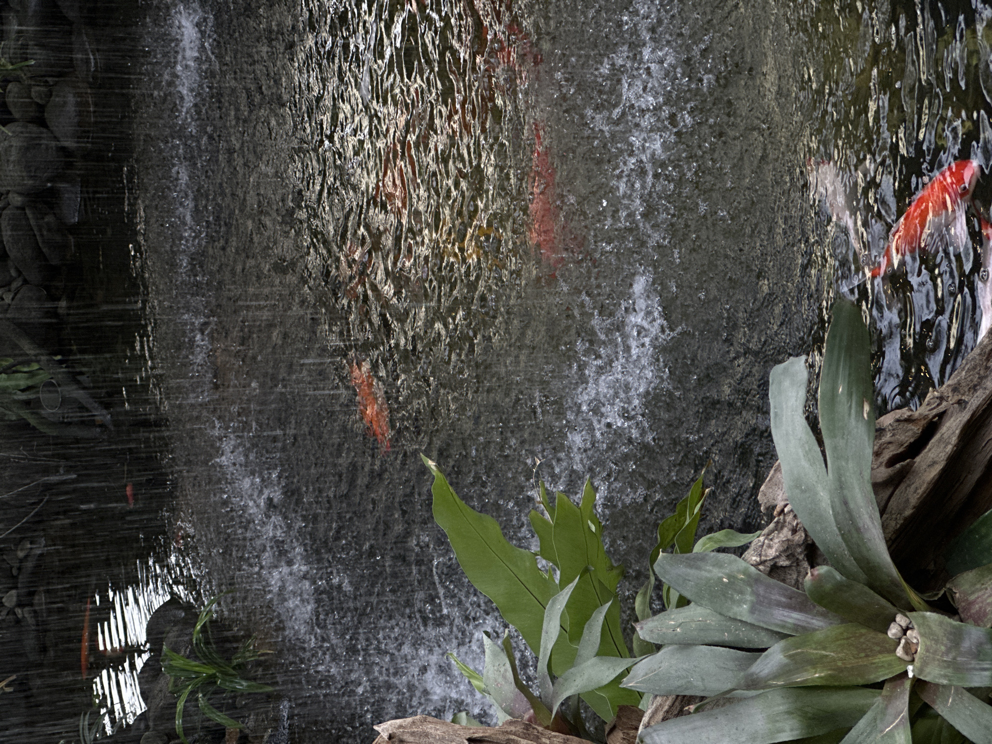 The image depicts a tranquil pond scene with several koi fish swimming in the water. A waterfall cascades from the upper left, creating a misty atmosphere and a shimmering effect on the water's surface. Lush green plants, including large-leafed foliage and smaller plants, are visible along the left edge of the frame, bordering the pond. Some pieces of driftwood are also present in the foreground. The overall setting suggests a garden or a calm outdoor environment, possibly a part of a resort or public space in Đà Nẵng, Vietnam. The lighting is subdued, contributing to the serene mood of the image.