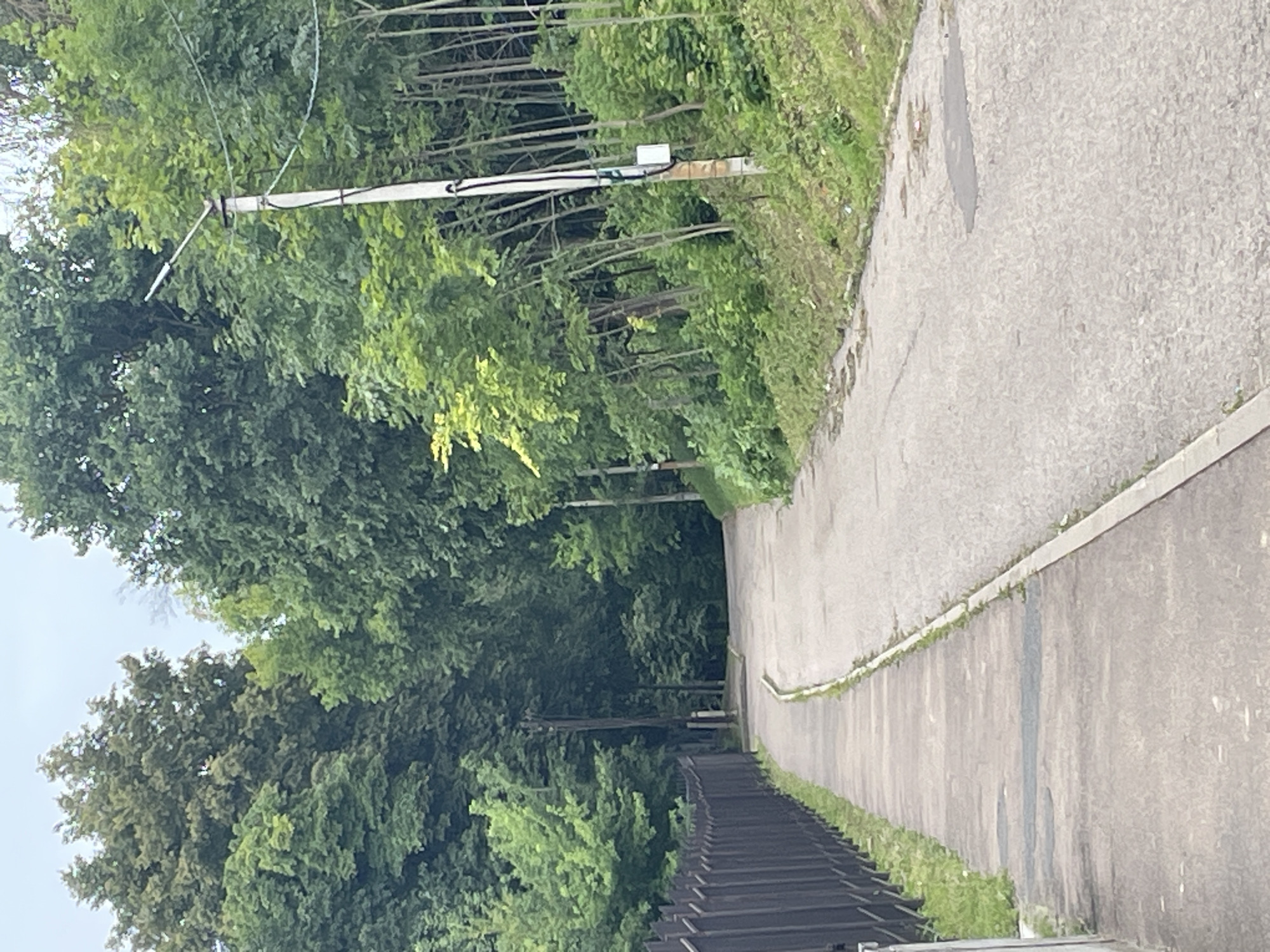 A paved path runs alongside a dark metal fence on the left, with a paved road continuing to the right, curving uphill. Dense green trees line both sides of the road and path, with a lamppost positioned on the right side of the road. The scene appears to be a quiet, possibly residential, area.