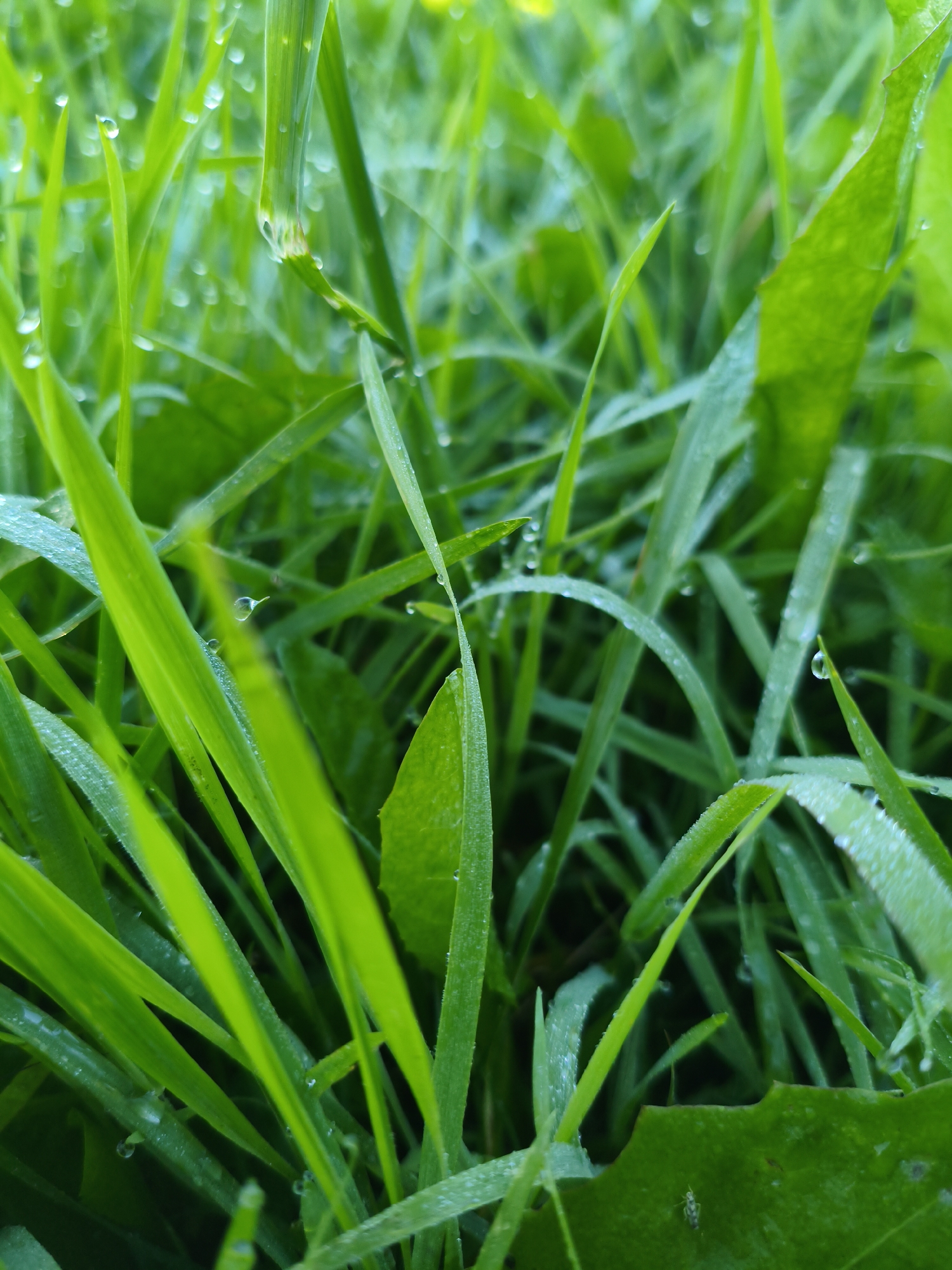 The image displays a close-up, macro view of lush green grass blades covered in numerous small, glistening water droplets. The grass appears to be outdoors, likely in a natural setting or park, with soft lighting suggesting it might be early morning or after a rainfall. The depth of field is shallow, with the foreground grass sharply in focus and the background rendered in a soft, blurred bokeh. There are no people, animals, or man-made objects visible in the image. The environment is dominated by the vibrant green of the grass and the translucent quality of the water droplets. The scene is serene and visually rich, emphasizing the delicate beauty of nature. No specific location in Rubtsovo, Russia, can be determined from the image itself, as it lacks any identifiable landmarks or context.