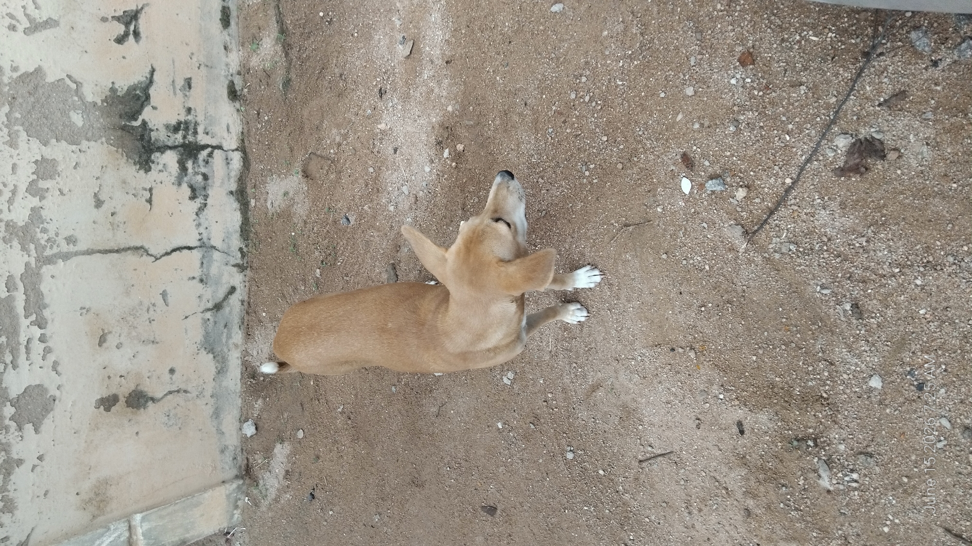 A tan dog stands on sandy ground in front of a concrete wall in Howayi, Nigeria. The dog is facing to the right of the frame, with its head slightly turned. The wall behind the dog appears weathered and cracked, with some dark stains. The ground is covered in sand and small pebbles. The image appears to have been taken outdoors during the daytime.
