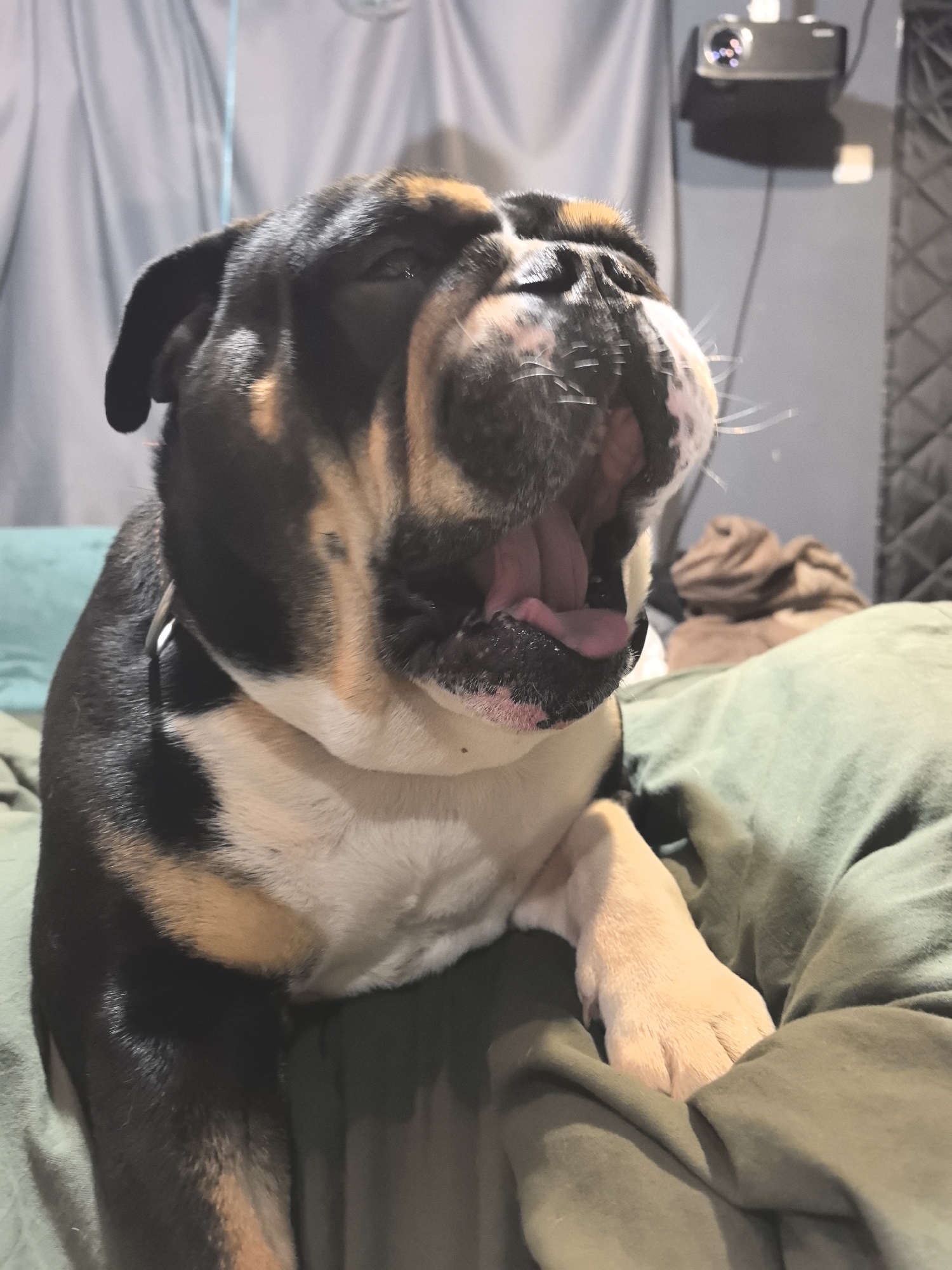 A tri-colored English Bulldog is yawning. The dog is positioned in the foreground of the frame, resting its right paw on a green comforter. The dog's coat consists of black, brown, and white markings. A silver collar is visible around the dog's neck. The dog's mouth is wide open, revealing its pink tongue.
In the blurred background, light gray curtains hang to the left of the dog, and a projector is mounted near the top right corner. There is no evidence to suggest that the image was taken in Noviy, Russia.