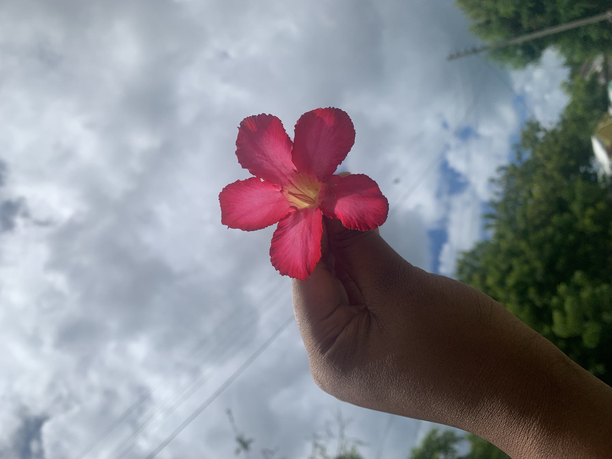 A person holds a pink, five-petal flower against a sky with scattered clouds. The flower is in focus, showing the detail of its petals and a yellow center. The hand holding the flower appears brown-skinned, and the background is partially obscured by green foliage. The presence of green foliage suggests the scene is in a natural or residential area. It's impossible to ascertain the exact location in Dar es Salaam, Tanzania, from the image alone.