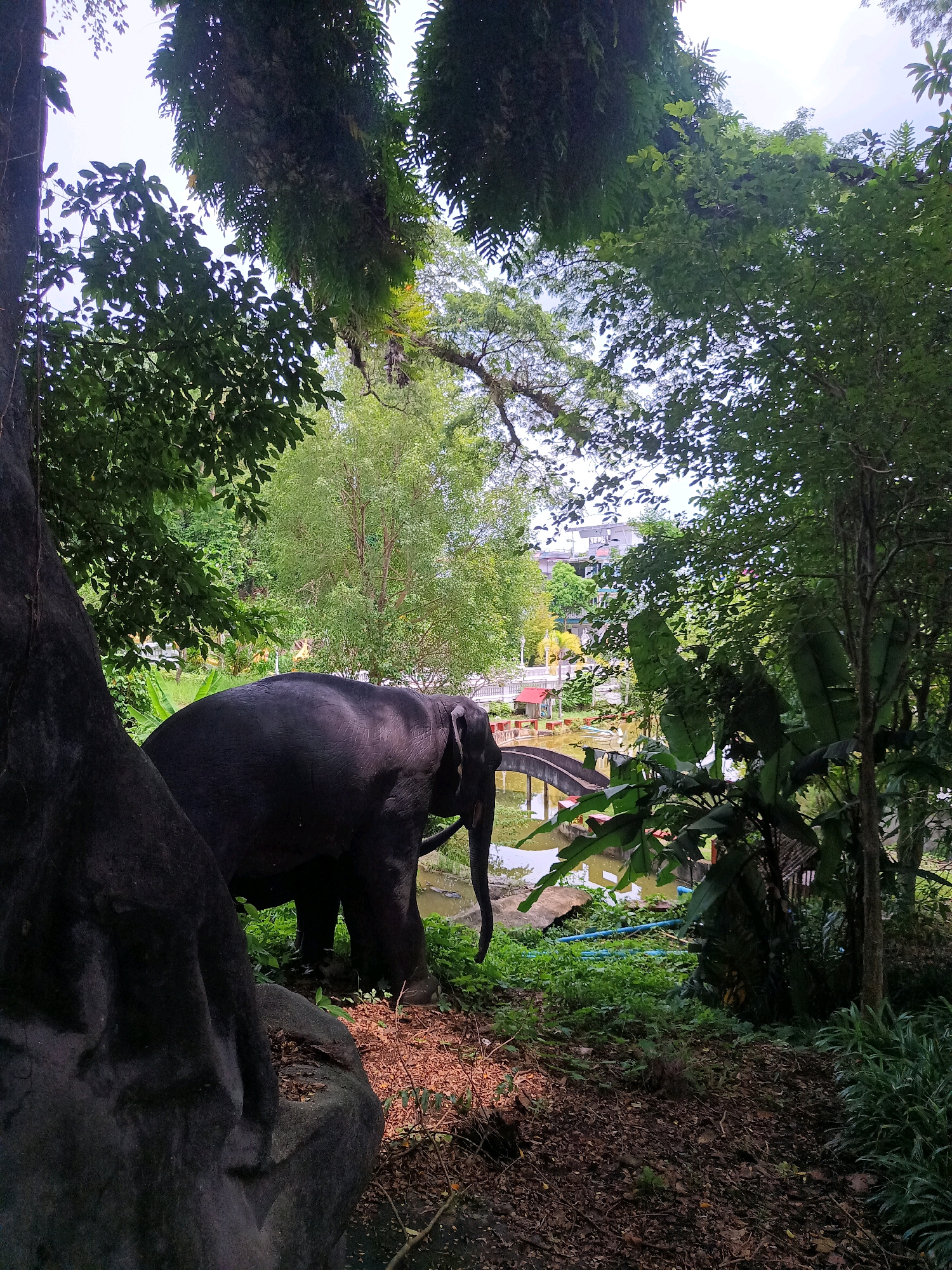 In Sai Thai, Thailand, an elephant stands near a body of water, partially obscured by the thick foliage of trees. The elephant is dark-skinned and appears to be facing away from the camera, its trunk visible and curved. In the background, a bridge arches over the water, leading to a series of red structures and a building. The environment is lush and green, with dense vegetation and a cloudy sky overhead. The foreground features a large, dark tree trunk and rocks.