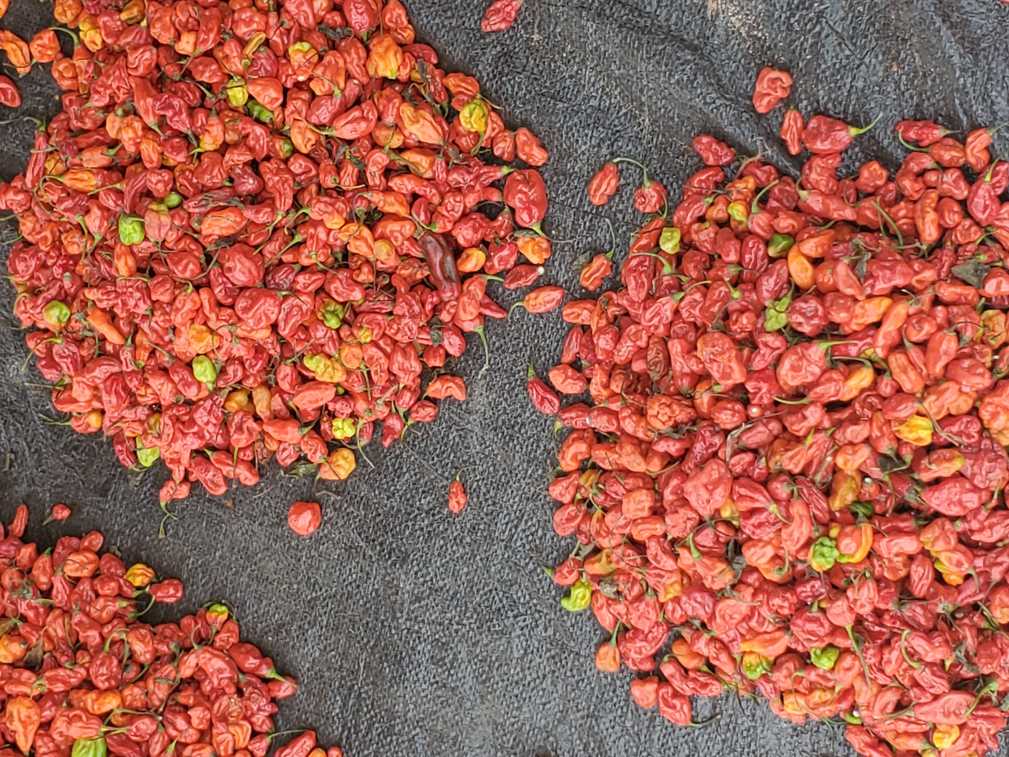 The image shows a collection of red and green Scotch bonnet peppers spread on a dark, textured surface. The peppers are arranged in three distinct piles. The background surface is a dark gray color with a rough texture. There are no people visible in the image. It is inferred the location is Mararaba, Nigeria.