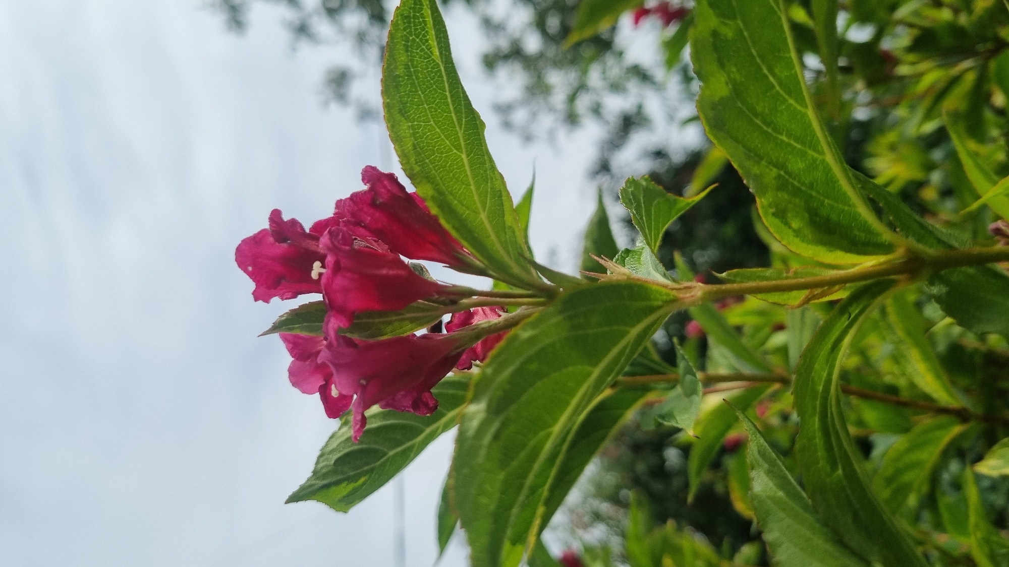 A close-up, low-angle shot focuses on a cluster of deep pink, trumpet-shaped flowers. The flowers are adorned with delicate white stamens and are surrounded by vibrant green leaves with prominent veins. The background is a soft blur of foliage and a pale, overcast sky. The image was taken in Berehove, Ukraine.