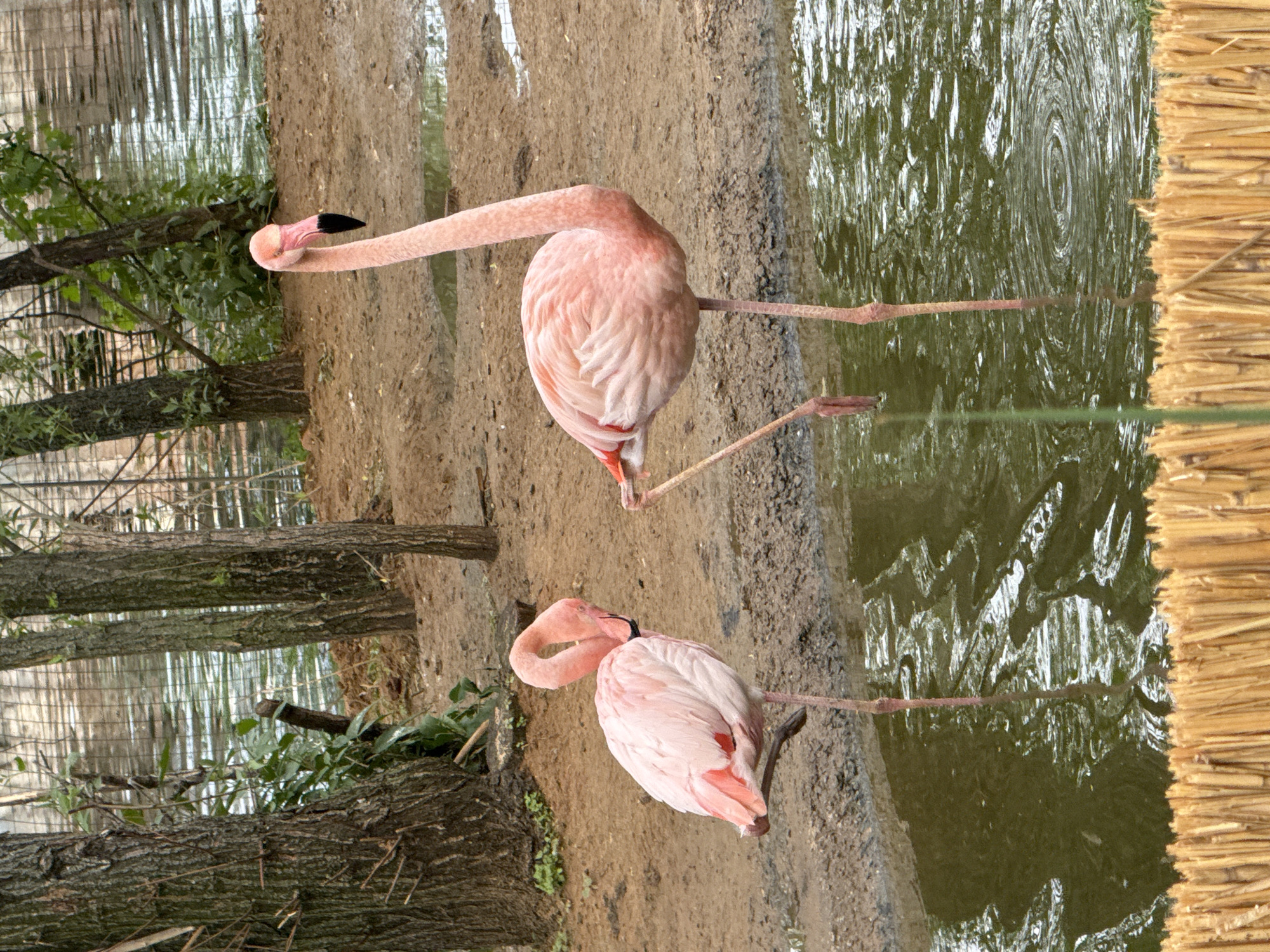 The image shows two pink flamingos standing on the shore of a pond in what appears to be a zoo or park. One flamingo has its head tucked back, resting on its body, while the other is standing upright with its long neck extended and head facing away. The shore is a mix of dirt and sand. To the left of the flamingos are trees and foliage. Water is visible in the background and to the right of the flamingos, with a straw or reed-like barrier along the edge of the water on the right side of the image.
Based on the visual context and available information, it is likely the scene is located within the Moscow Zoo in Russia.
