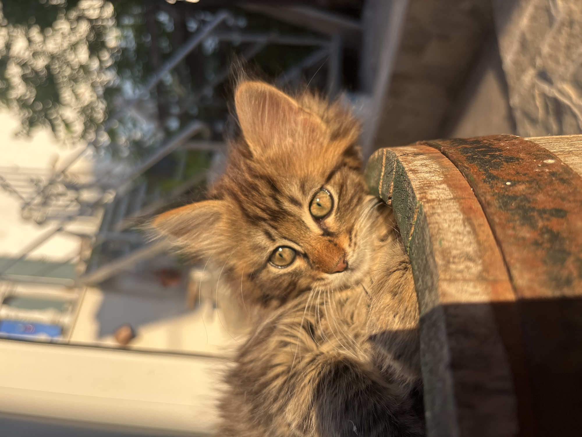 A fluffy brown kitten with green eyes looks towards the camera from behind a wooden barrel. The barrel has rusty metal bands. Out-of-focus foliage and a building with a white exterior are visible in the background. The location is Asenovgrad, Bulgaria.