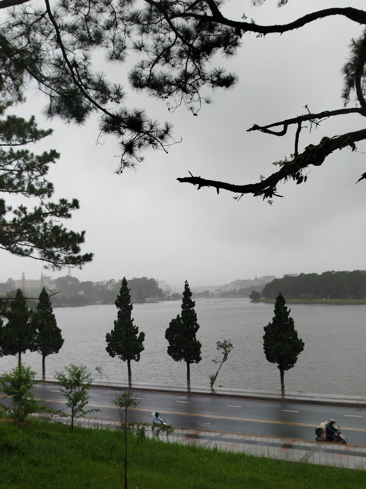 The image captures a view of Xuan Huong Lake in Da Lat, Vietnam on a cloudy day. In the foreground, lush green grass is visible, separated from a wet asphalt road by a low fence. The road is lined with several tall, conical pine trees. A person is riding a motorcycle on the wet road, heading away from the camera. Beyond the road and trees, Xuan Huong Lake stretches out, its surface rippled by the overcast weather. In the distance, across the lake, a cityscape with buildings and hills is shrouded in mist, suggesting a hazy atmosphere. Overhanging branches of pine trees frame the top of the image, their dark silhouettes contrasting with the pale sky.