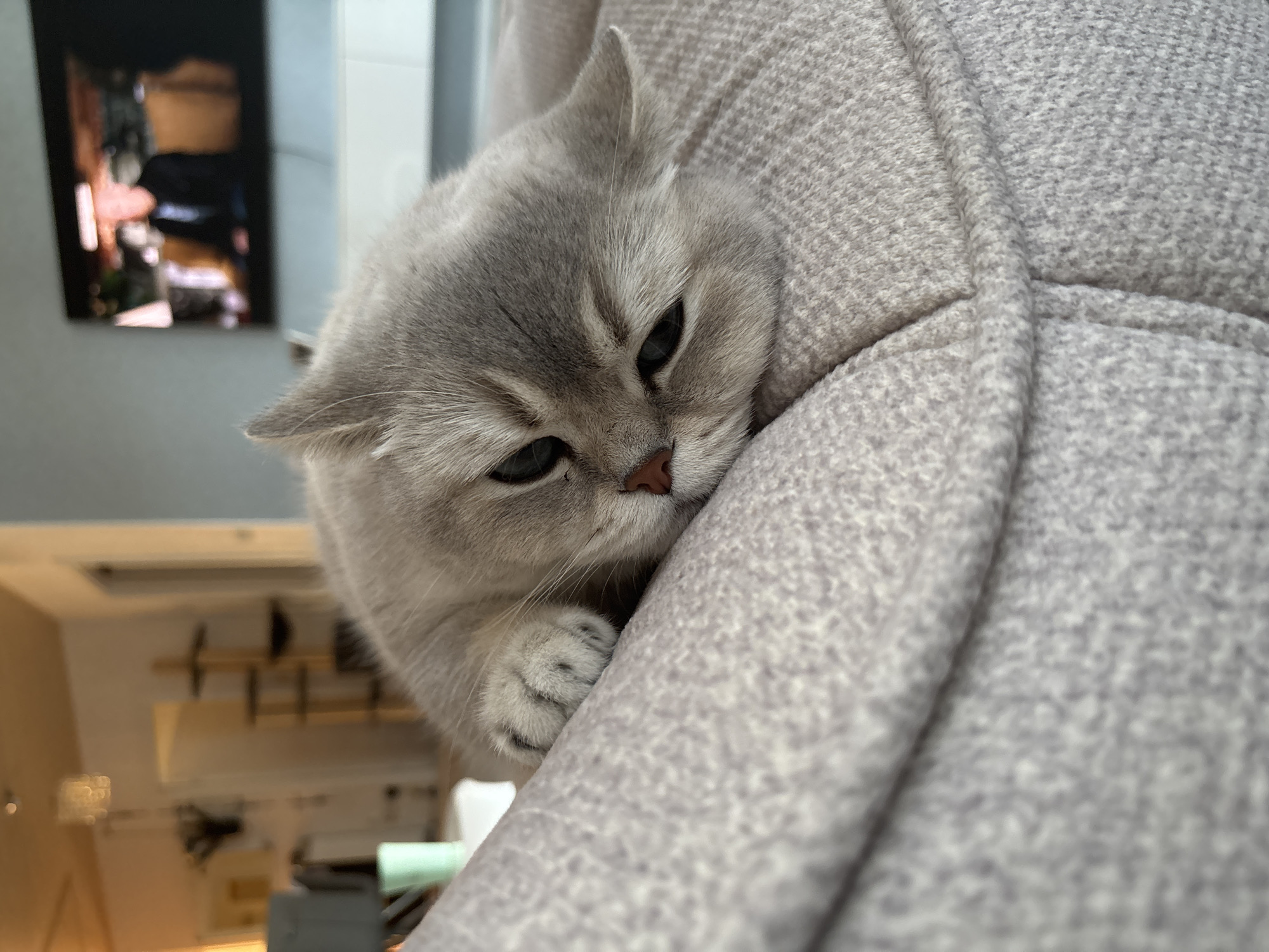 A light grey cat with black-rimmed eyes and a pinkish-brown nose is resting on a textured light grey upholstered surface, likely a sofa or cushion. The cat's head is laid down, and one front paw with visible paw pads is also resting on the fabric. The animal appears sleepy or relaxed, with partially closed eyes.
The background is out of focus, indicating an indoor setting, likely a living room. To the left, a blurry light green mug is visible on a surface, along with a light-colored wall, a chandelier-like light fixture, a doorway, and a multi-tiered wooden cat tree with dark platforms. To the right, a large, wall-mounted television screen displays a blurred image of at least two human figures indoors, one appearing to be a man in a dark jacket. Beneath the television is a white, low-profile cabinet. The walls are light grey, and the overall lighting is ambient. The location is the city of Unknown, Unknown.