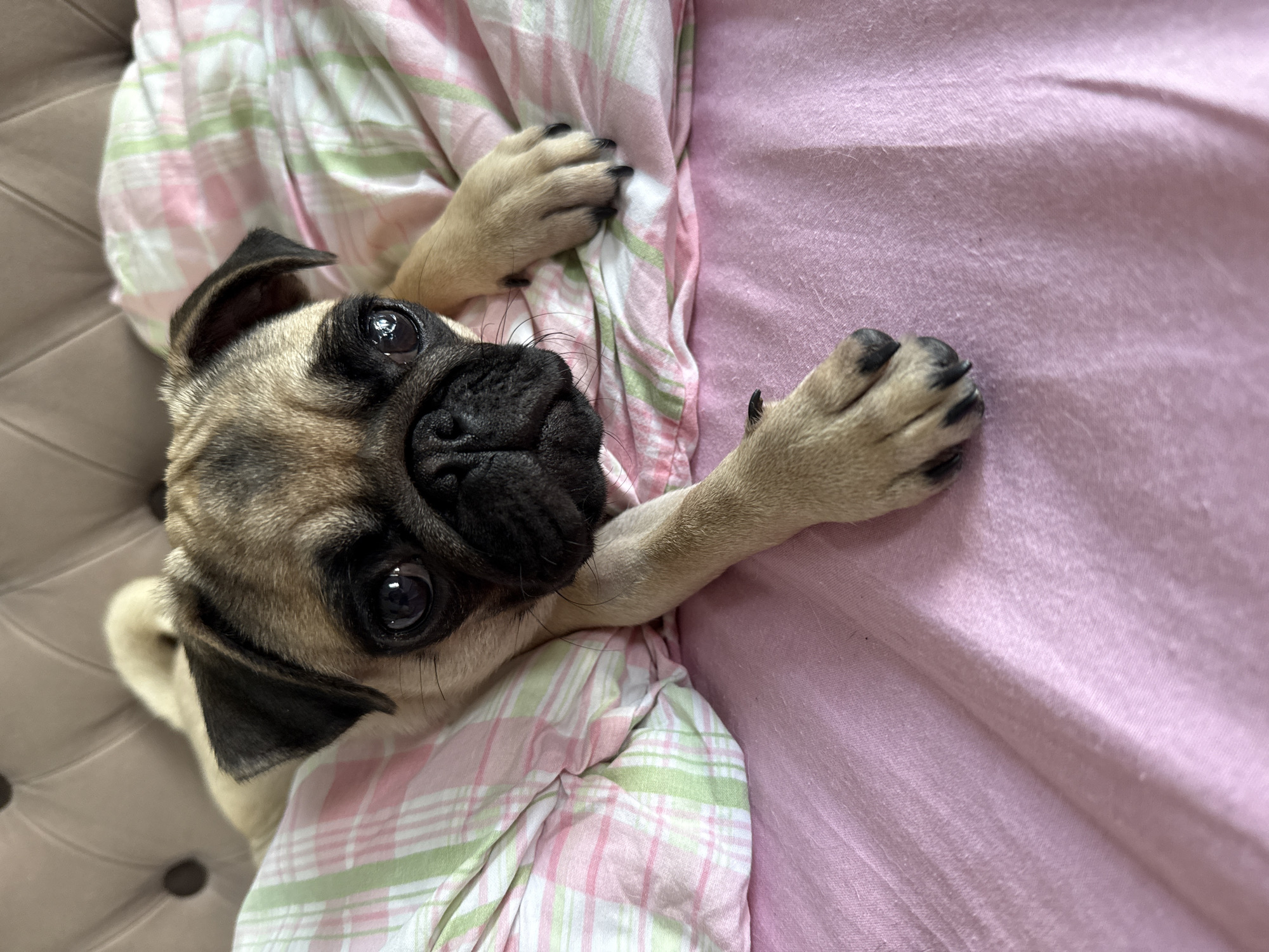 A pug lies on a pink bed with a pink and green plaid comforter. The pug is fawn colored with a black face. The dog's head is resting on the comforter, and its front paws are stretched out on the pink sheets. The background of the image is a tufted headboard.