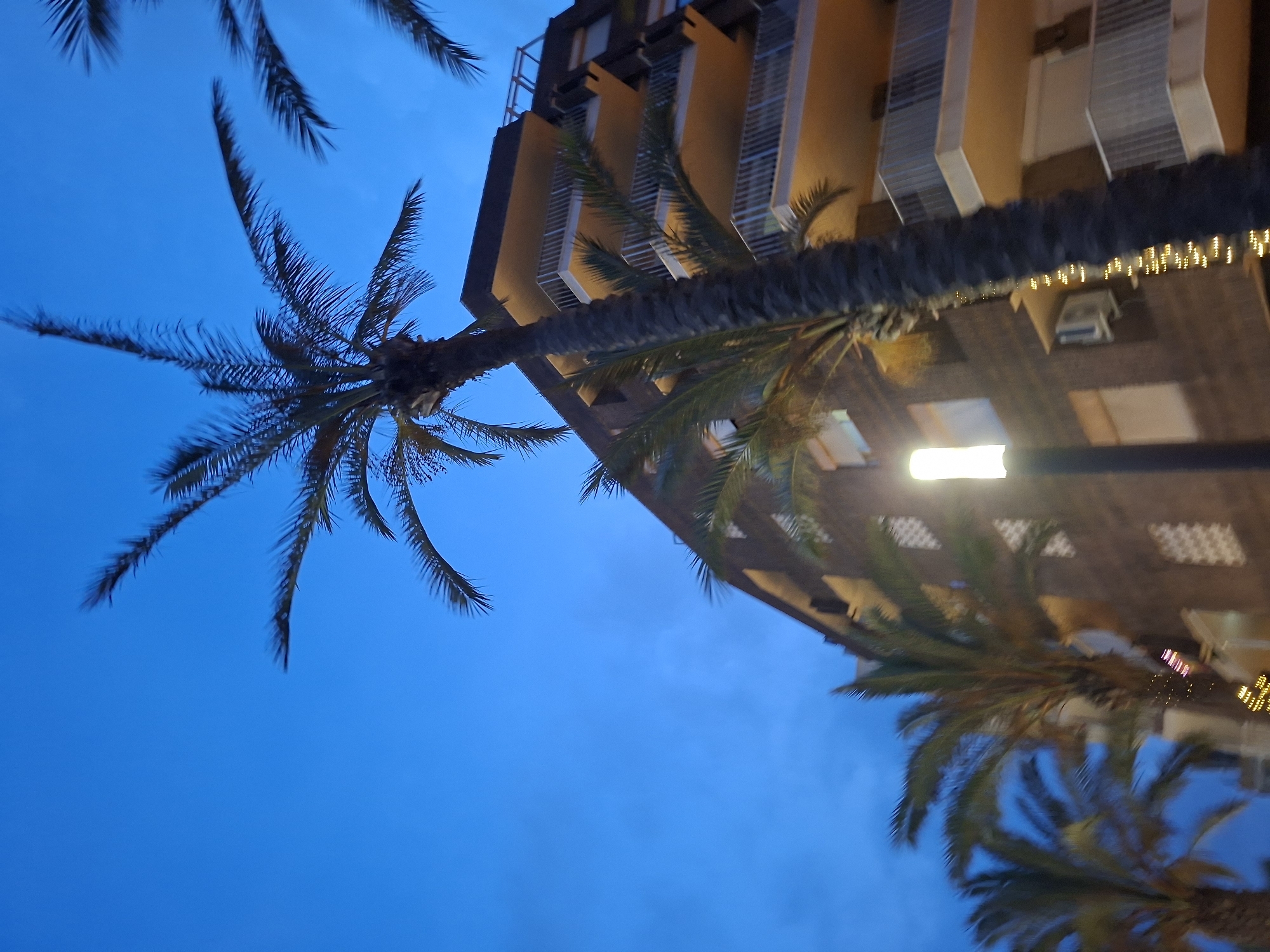 The image depicts a street scene in Torrevieja, Spain, under a twilight sky. A tall, dark palm tree dominates the foreground, its fronds silhouetted against the deep blue sky. Behind the palm tree, a multi-story building with balconies is visible. The building appears to be constructed of brick or a similar material and has light-colored trim around the balconies. Some windows are visible, and a pale, rectangular light fixture is positioned on a pole to the left of the building. Decorative string lights are wrapped around the trunk of the palm tree in the foreground, and appear to be on the building as well. Several other palm trees are partially visible in the background, suggesting a tropical or subtropical climate. The overall impression is one of a pleasant evening in a Mediterranean coastal town.