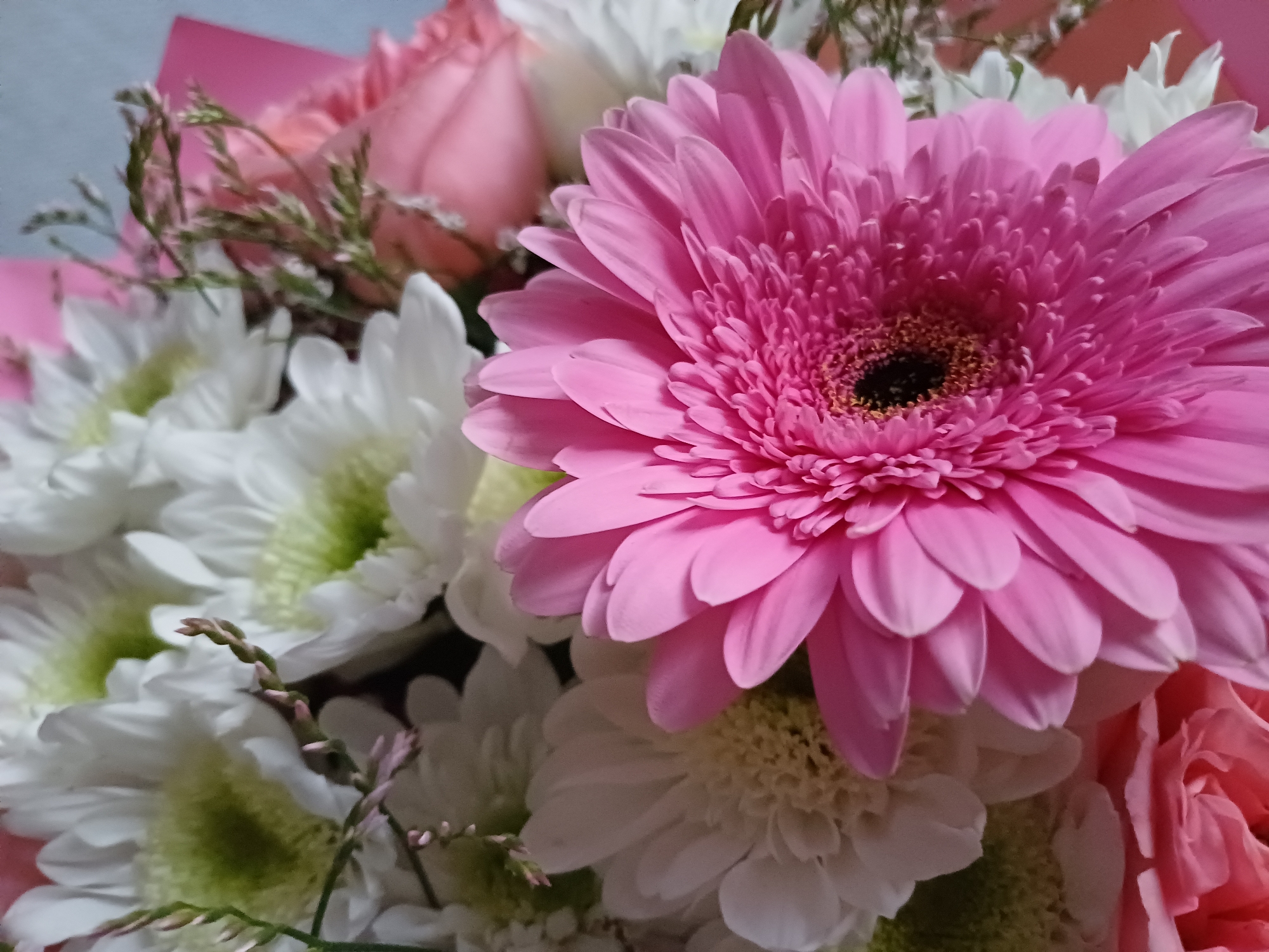 A close-up shot captures a vibrant bouquet of flowers. A large, bright pink Gerbera daisy dominates the foreground, its petals fanning out towards the viewer. Behind it, white chrysanthemums with light green centers are visible, their delicate petals creating a soft backdrop. Hints of pale pink roses and delicate green foliage add depth and texture to the arrangement. The bouquet is arranged against a muted, light blue and pink background.