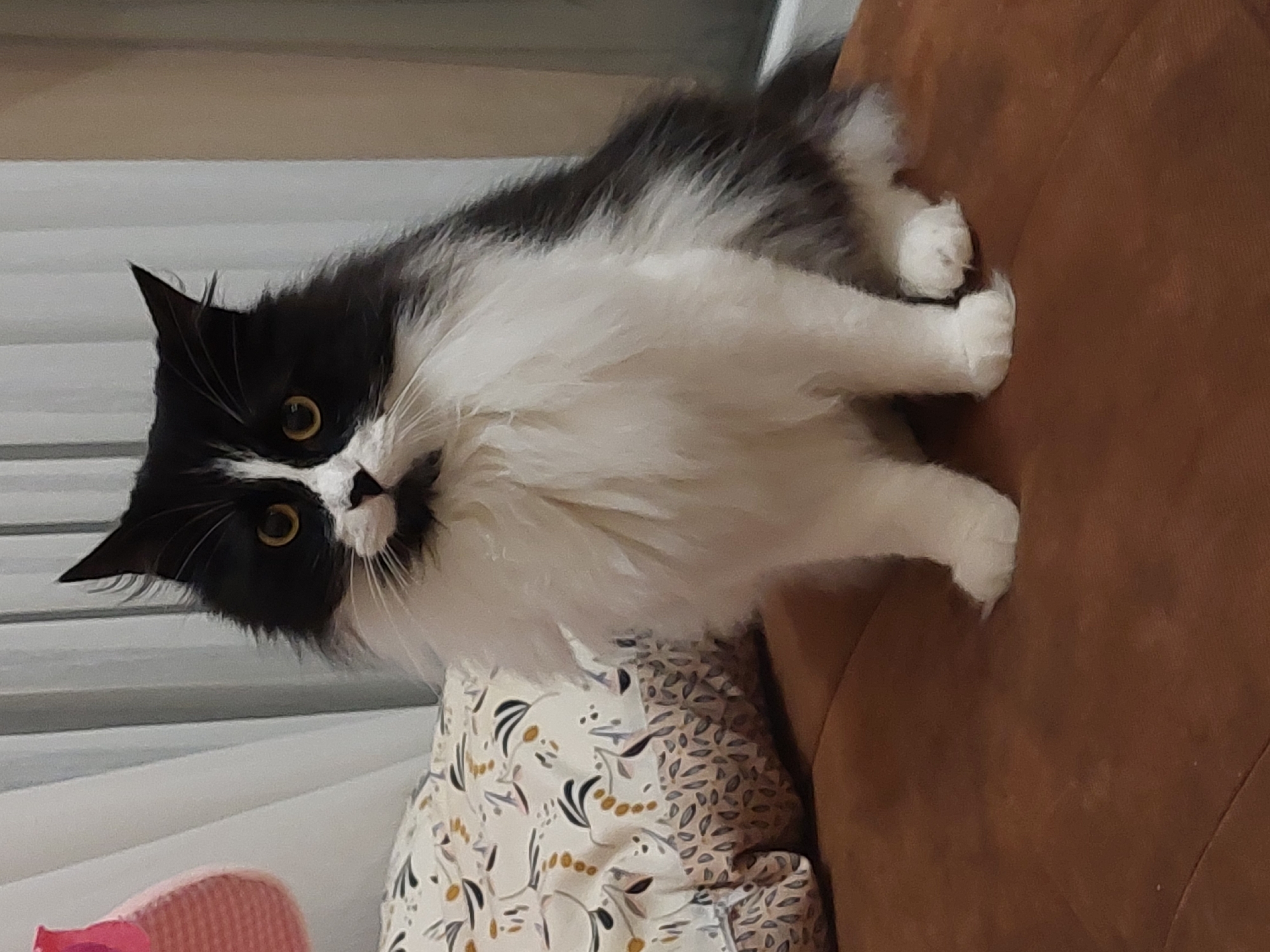 A medium shot depicts a long-haired, black-and-white cat with yellow eyes sitting on a brown sofa. The cat is looking directly at the camera. Part of a floral-patterned cushion is visible under the cat. In the background, there are light-colored vertical blinds. The image does not provide any information to identify the location as Plovdiv, Bulgaria.