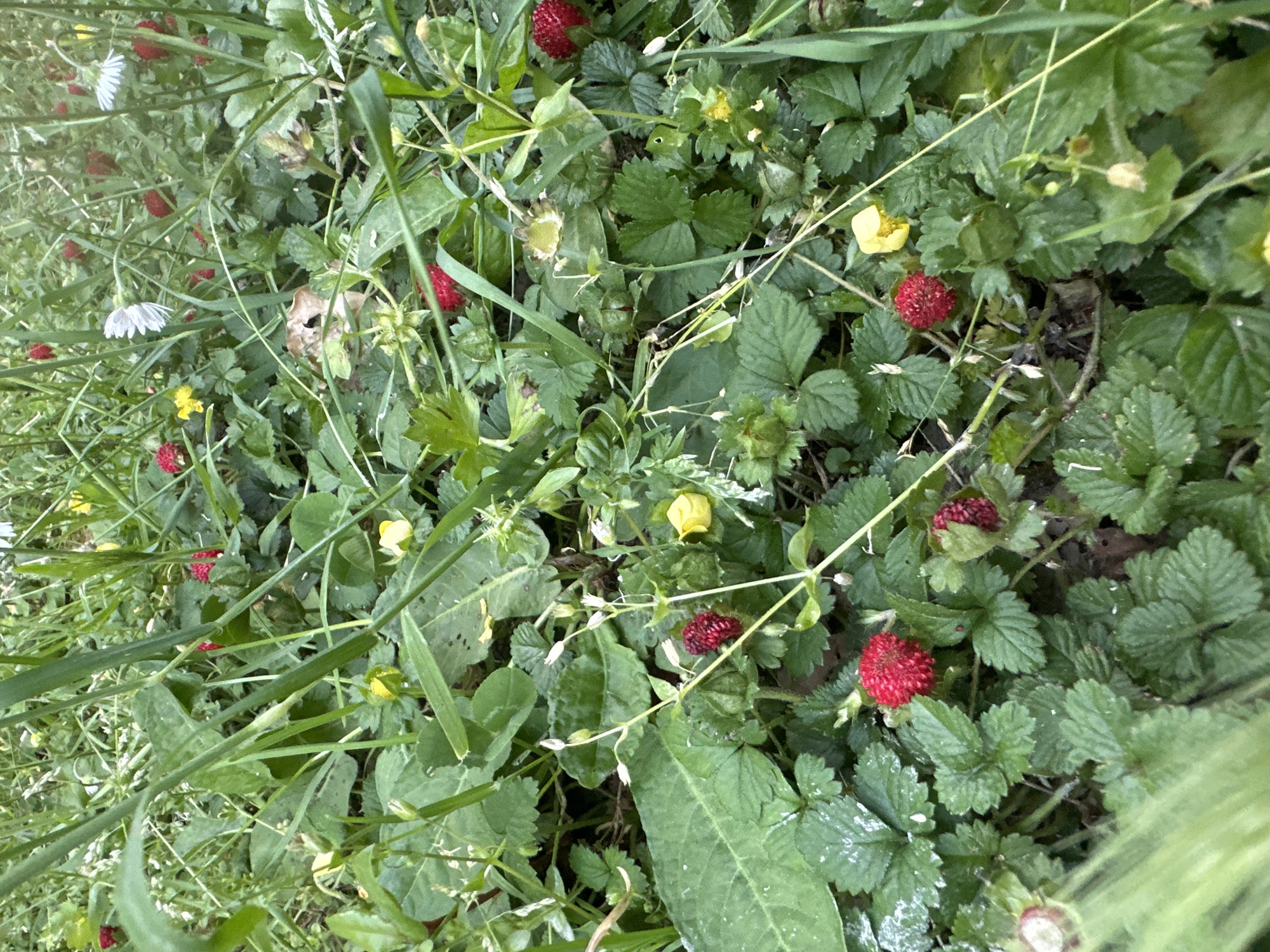 The image shows a patch of wild strawberries growing among grass and other foliage. The strawberries are small, red, and appear ripe. There are also yellow wildflowers and white daisies visible. The setting appears to be a natural, overgrown area, possibly in a park or garden. There are no people visible in the image. The image might have been taken in or near the city of Budva, Montenegro.