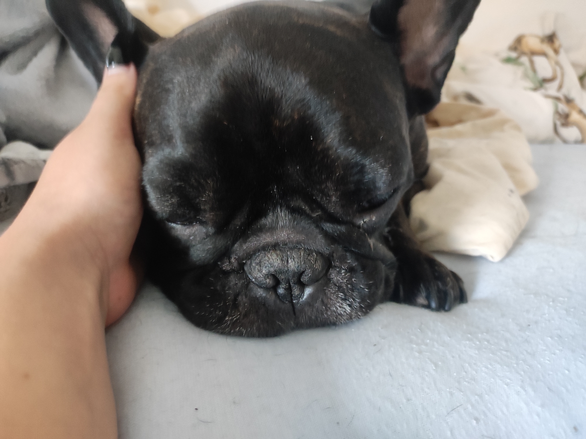 A close-up, overhead shot shows a black French Bulldog sleeping on a light gray surface, possibly a bed or couch. The dog's eyes are closed, and its face is resting. A human hand, with lightly painted fingernails, is gently resting on the left side of the dog's head. In the background, out of focus, are white and beige fabrics, possibly pillows or blankets, with a subtle floral pattern visible on one of them. The scene appears to be indoors, in a domestic setting. There is no indication of the location being in Burgoberbach, Germany.