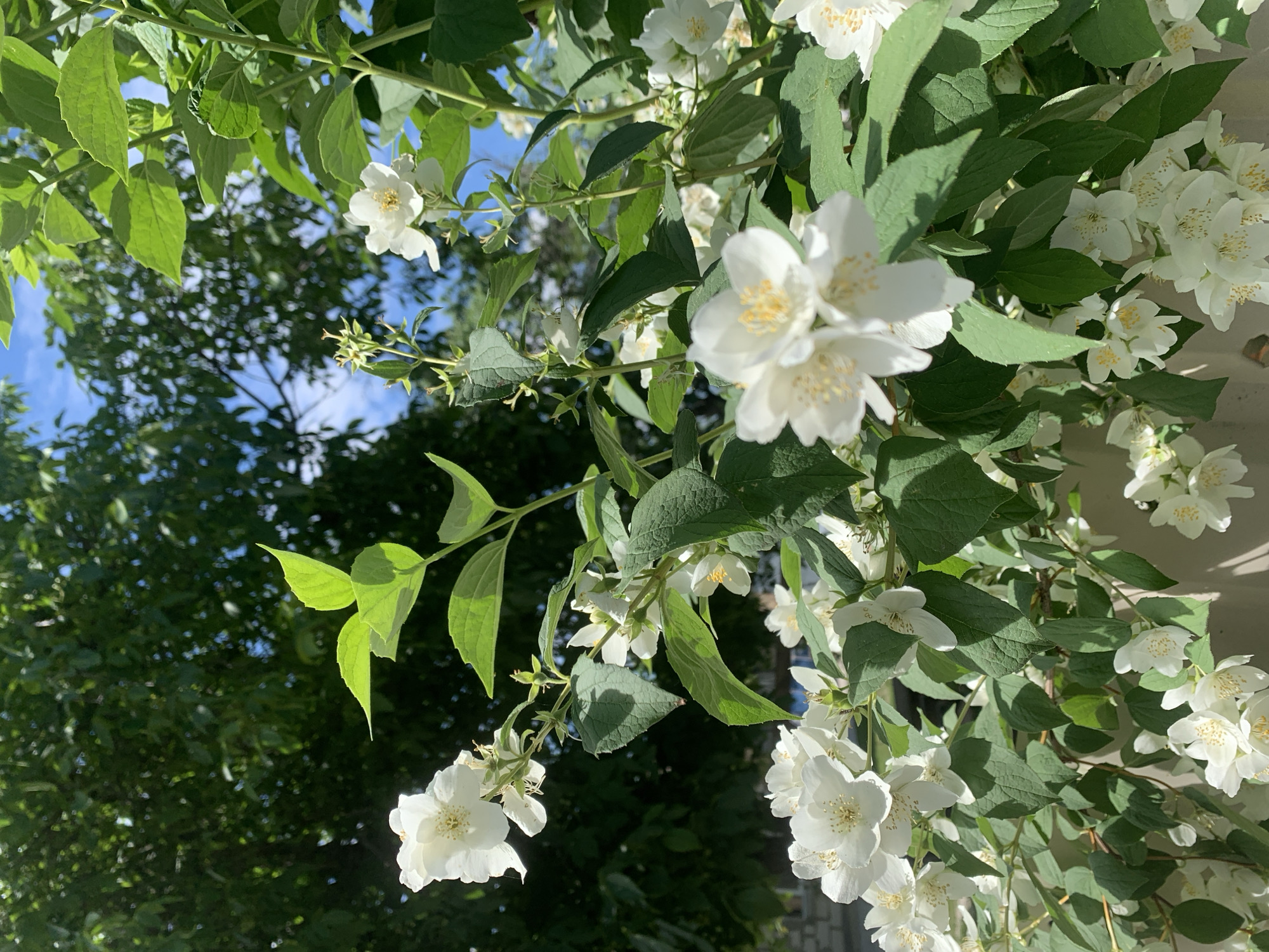 In Hostomel, Ukraine, on a clear, sunny day, a close-up shot captures a blooming jasmine bush. The bush is laden with numerous white, star-shaped flowers, each with delicate yellow stamens at its center. Lush, green leaves provide a vibrant contrast to the pristine white petals. In the background, the dense foliage of mature trees forms a verdant canopy, partially obscuring the bright blue sky. A hint of a brick wall can be seen at the bottom left, suggesting the bush is situated in a garden or yard. The sunlight casts gentle shadows on the leaves and flowers, accentuating the depth and texture of the scene. The image is a snapshot of nature's beauty in an urban setting.