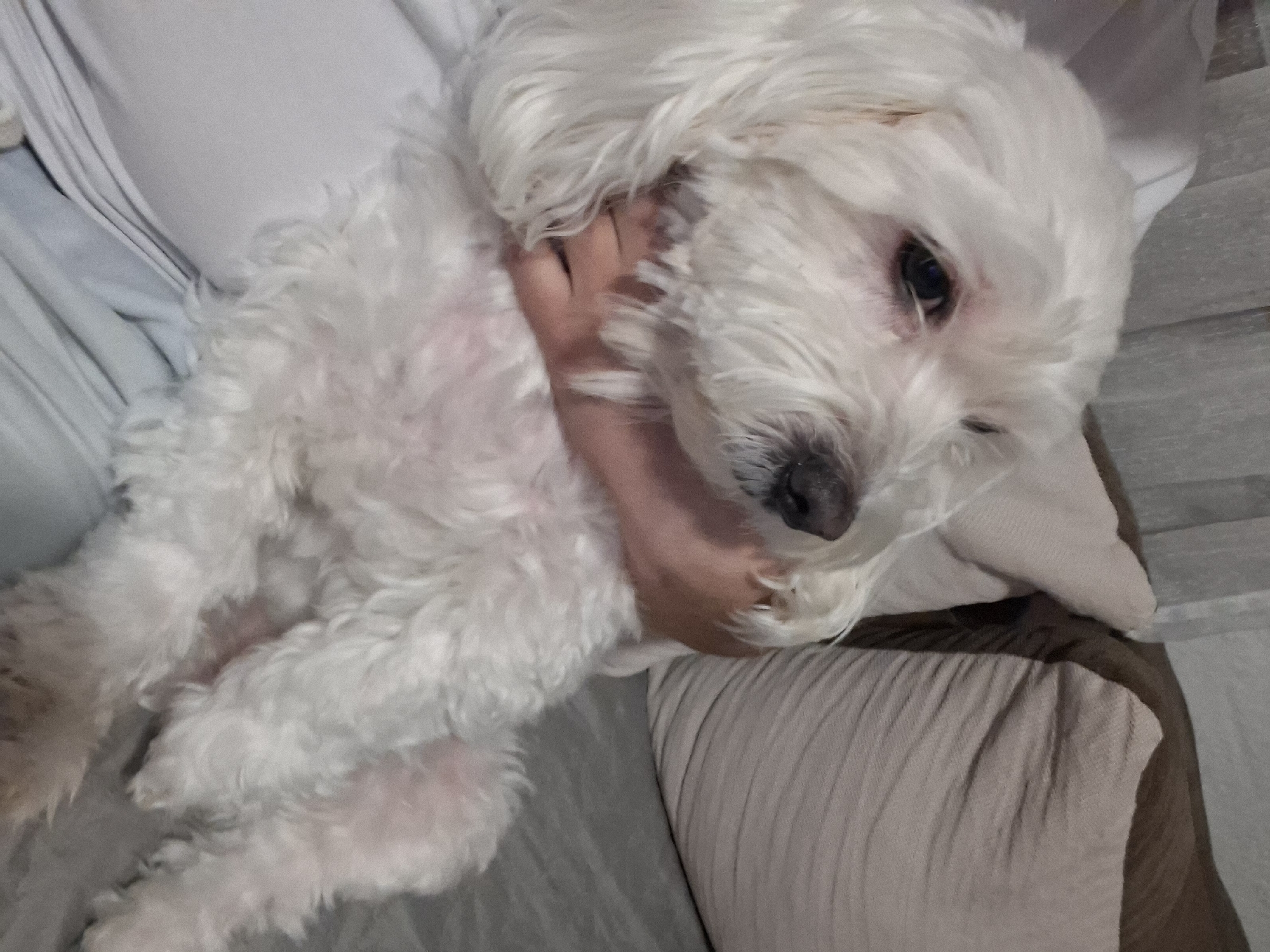 A white, fluffy Maltese dog lies on its back, cradled in a person's hand. The dog has dark eyes and a black nose. The person's hand is visible beneath the dog. The background consists of light-colored fabric and a striped cushion. There is no information to suggest this photo was taken in Blagoevgrad, Bulgaria.