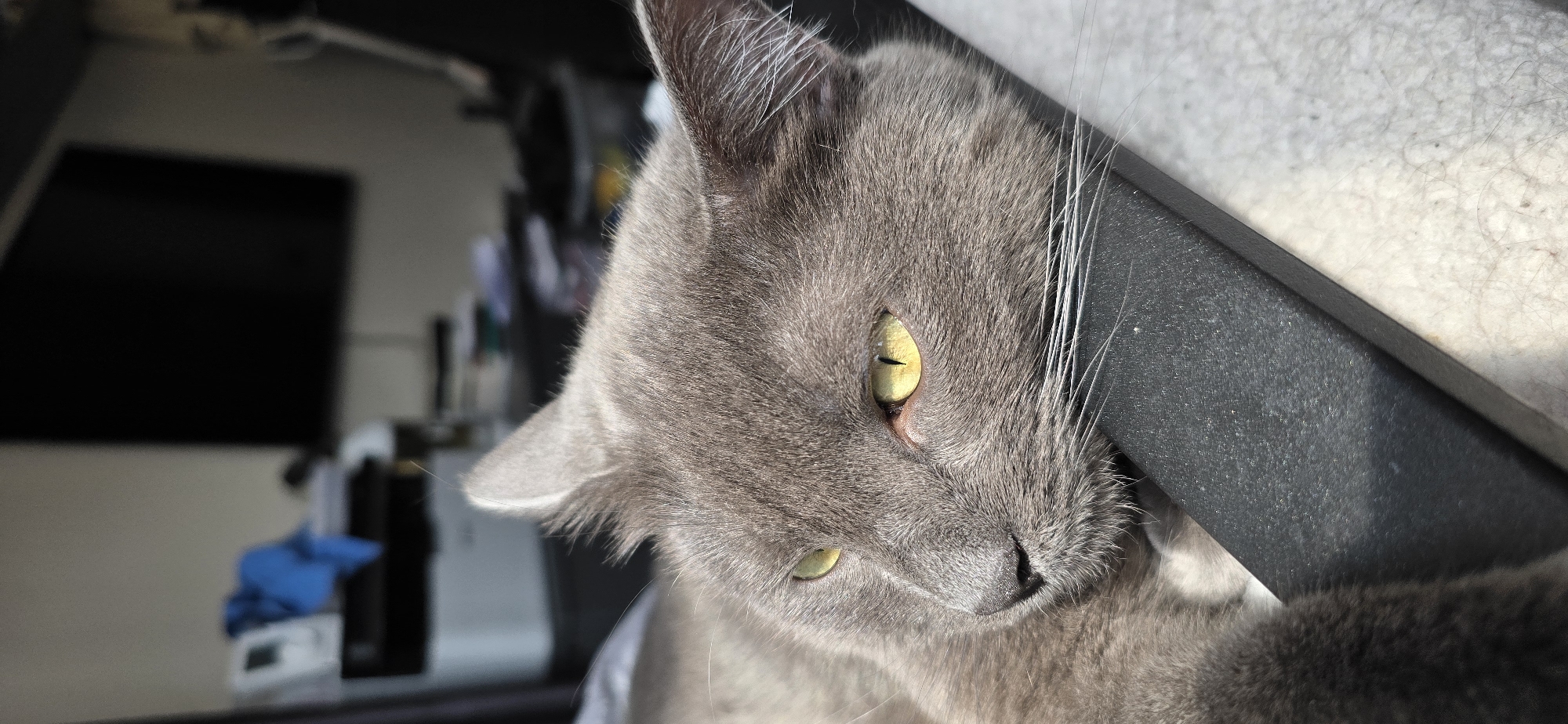 A close-up, eye-level, vertical shot captures a gray cat with yellow eyes resting its head on a dark gray textured surface. The cat's face is the primary subject, with its fur detailed and its right eye open, appearing to gaze downwards. The background is blurred, suggesting an indoor setting. To the left, a blurry white object, possibly a printer, is visible with a blue cloth draped over it. Further back, a dark rectangular object, possibly a television screen, is also blurred. The scene is lit by natural light, casting subtle shadows. No specific location in Vratsa, Bulgaria, can be determined from the provided image.