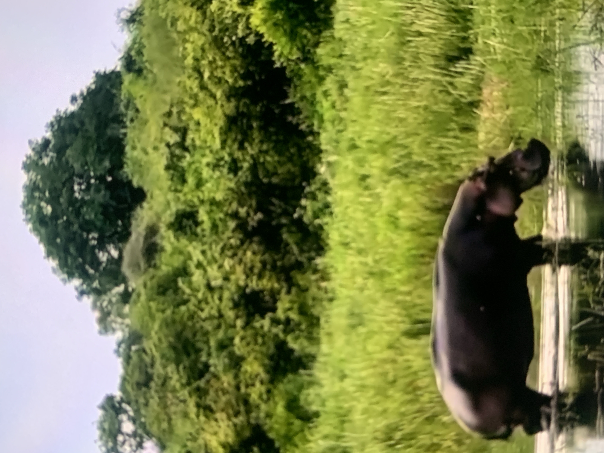 A hippopotamus stands partially submerged in shallow water, its dark, bulky body visible from the side. The animal is facing towards the right, with its head lowered as if drinking or eating. The foreground consists of calm water, reflecting the surrounding environment. Behind the water is a dense field of tall, green grass, which extends upwards to a backdrop of lush green trees and foliage under a bright, overcast sky. The image appears to be taken in a natural, wildlife setting, possibly a river or a swampy area. There is no indication of the city of Stavropol, Russia, or any urban elements present in the scene.