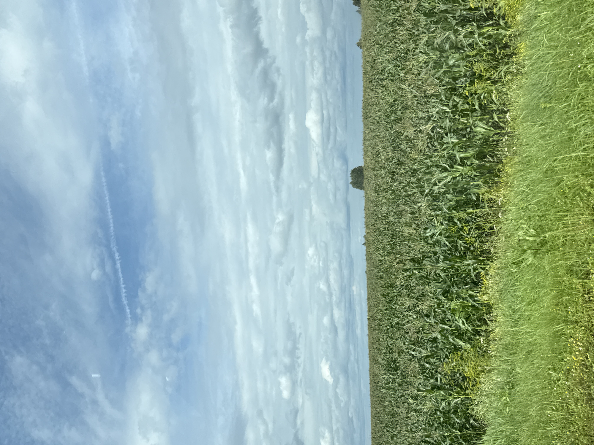 The image shows a vast, green cornfield under a cloudy sky. The corn stalks are tall and densely packed, stretching to the horizon. In the distance, a small cluster of trees is visible, along with a faint tree line. The foreground features a strip of tall, lush green grass, interspersed with small yellow and white wildflowers. The sky is a mix of blue and gray clouds, with some wispy contrails visible. The scene appears to be a rural landscape, likely a farm in or around the city of Ключи, Russia. There are no people or animals visible in the image. The lighting suggests it is daytime, possibly late morning or early afternoon.