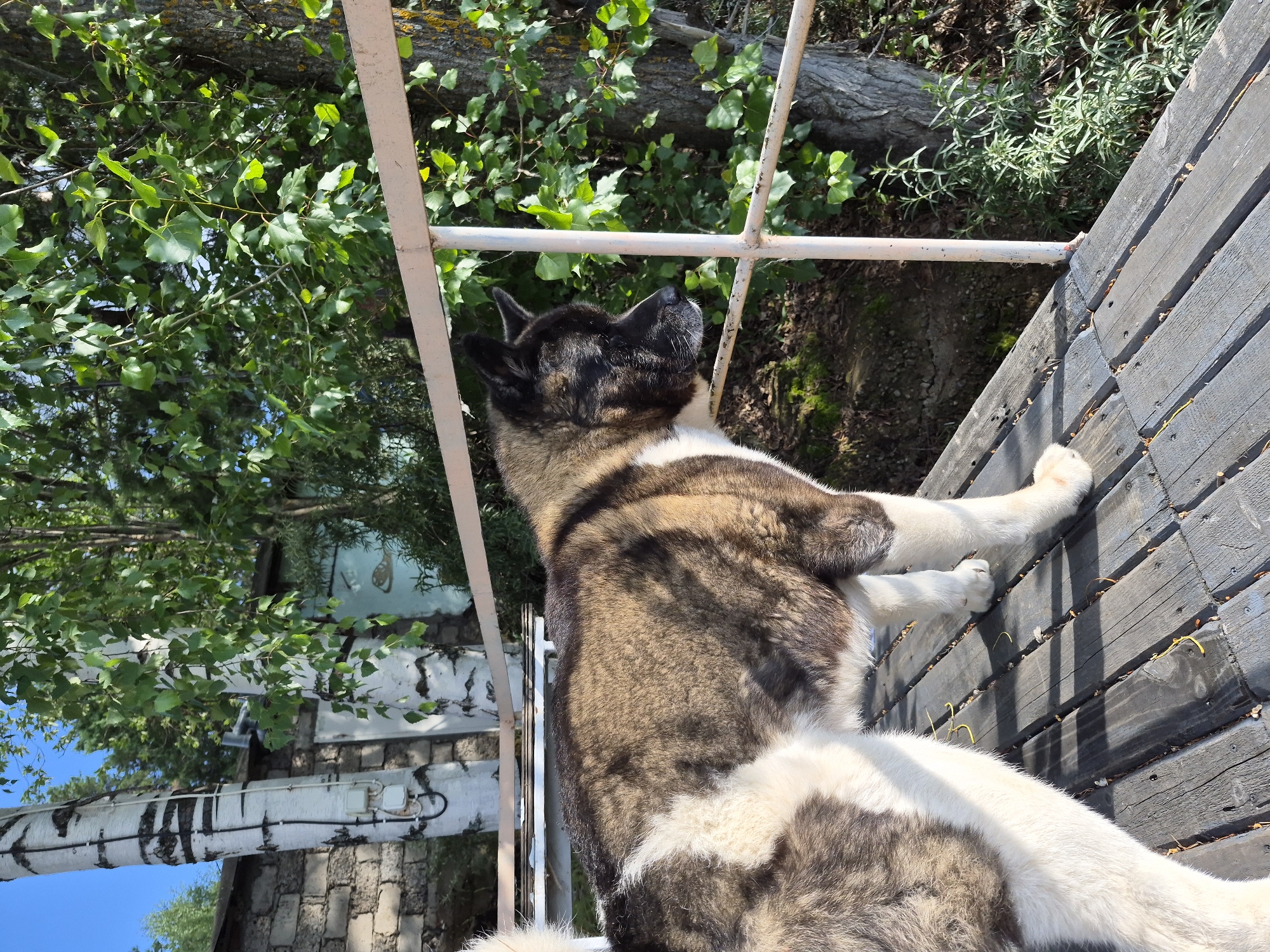 The image depicts an Akita dog standing on a wooden platform, looking outwards. The dog has a brindle and white coat. In the background, there are birch trees, dense green foliage, a grey brick wall, and a light-colored railing. The setting appears to be outdoors, possibly a backyard or a park area. The light suggests it is daytime. There are no visible people in the image. The scene is consistent with a location in Chaikovsky, Russia, where such natural elements and architectural features can be found.