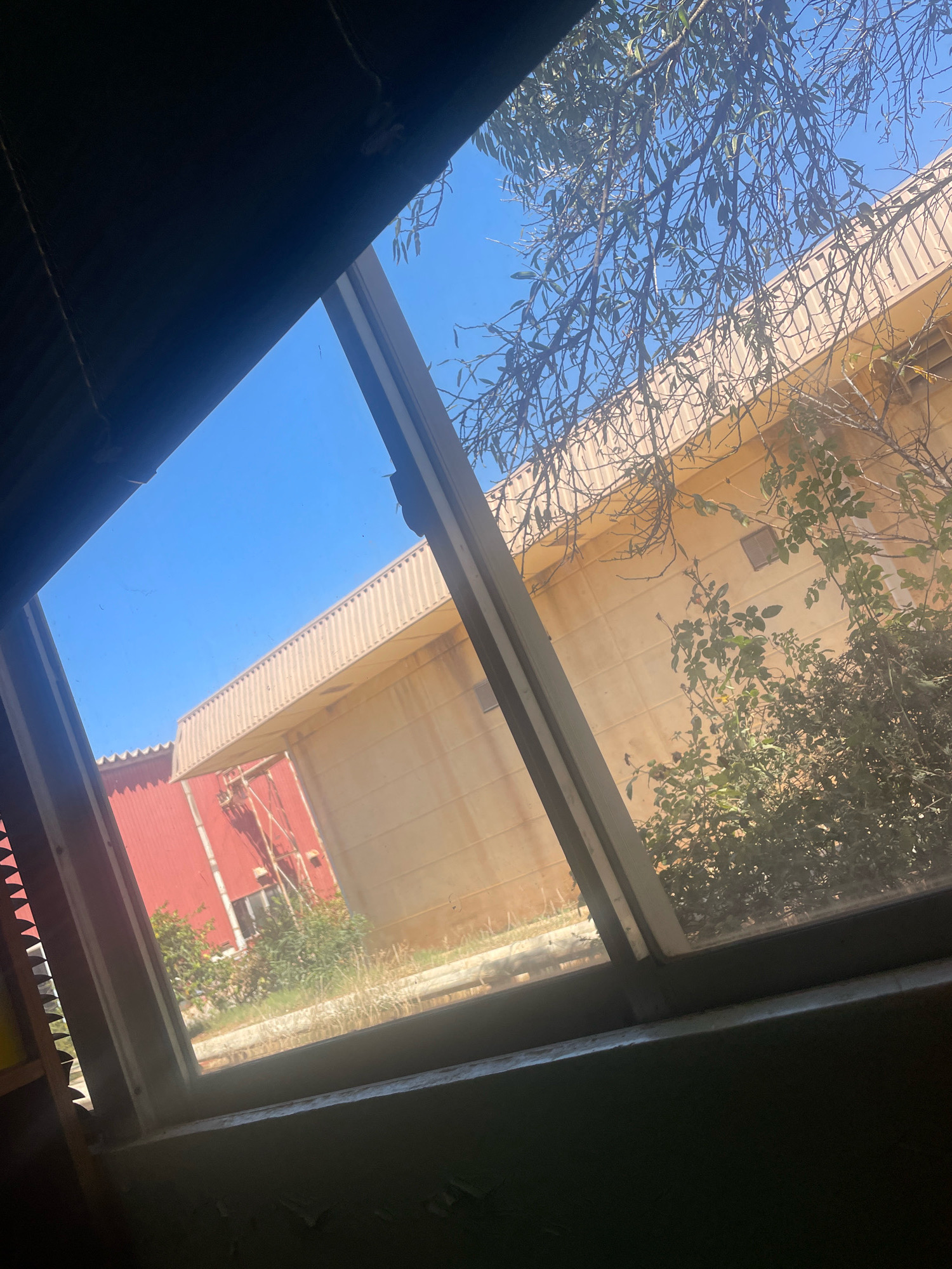 The image shows a view through a window in an urban setting in Nedroma, Algeria. The window frame is visible in the foreground, with a dark overhang above and to the left. Outside, a clear blue sky dominates the scene. In the middle ground, a light-colored building with a corrugated roof is partially obscured by vegetation. To the left of this building, a red-colored building with a similar corrugated roof is visible, with some scaffolding or industrial equipment in front of it. Green bushes and dry grass are present in the foreground of the outdoor scene. A tree with bare branches and some green leaves hangs over the scene from the upper right.