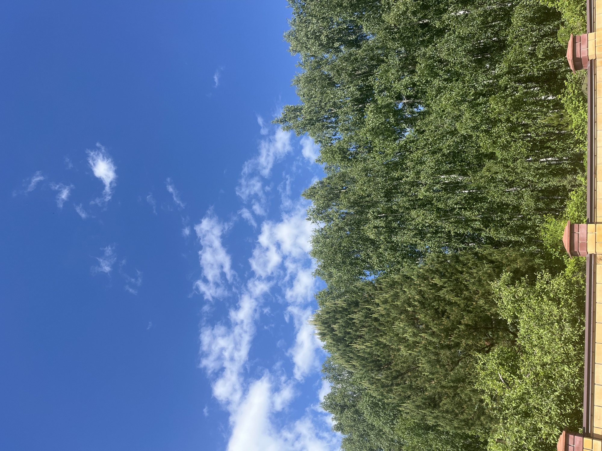 A low-angle shot shows a bright blue sky with scattered cumulus clouds to the left, contrasted by a row of dense green trees on the right. The trees include birches, identifiable by their white trunks, and other species with darker green foliage. Adjacent to the trees is a brick wall with reddish-brown accents, suggesting a residential or boundary structure. The location is likely in a park or near residential areas in Ореховка, Russia, judging by the combination of natural and built elements. There are no people visible.