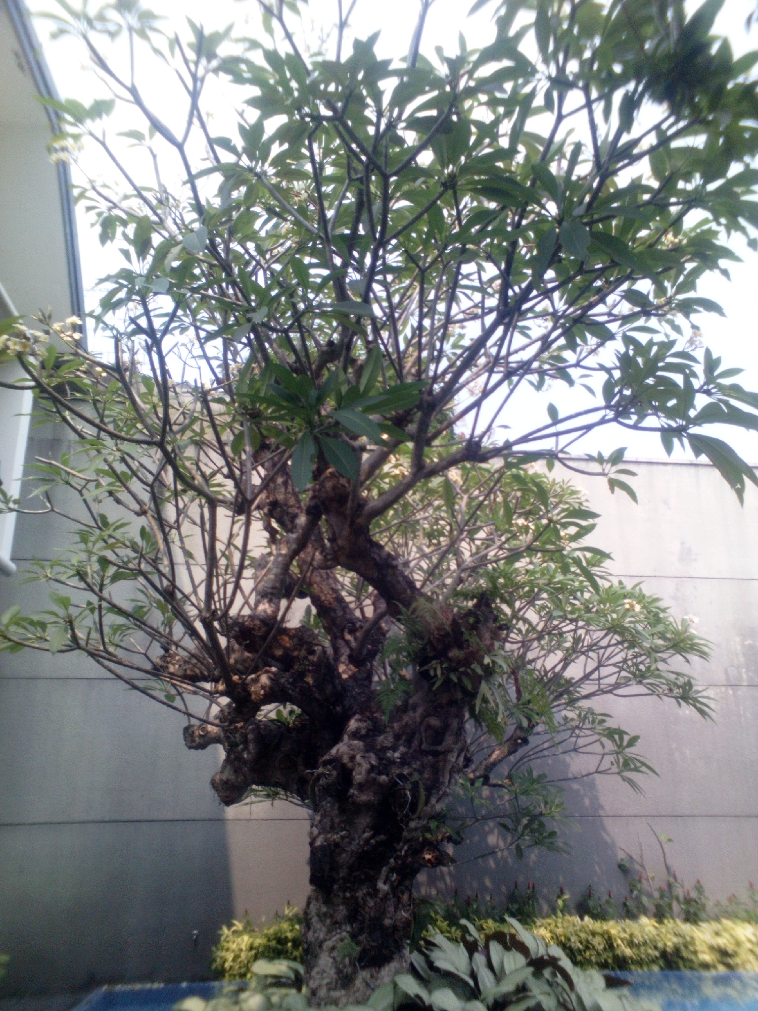 The image shows a close-up of a mature plumeria tree with a gnarled, thick trunk, set against a grey, textured wall. The tree has numerous branches with green leaves and some small white flowers. The background wall appears to be part of an outdoor setting, possibly a courtyard or garden, with hints of greenery at the base of the wall and a blue surface, possibly a pool, in the foreground. The lighting suggests it is daytime. The location is identified as South Jakarta, Indonesia. There are no people or specific actions depicted in the image.